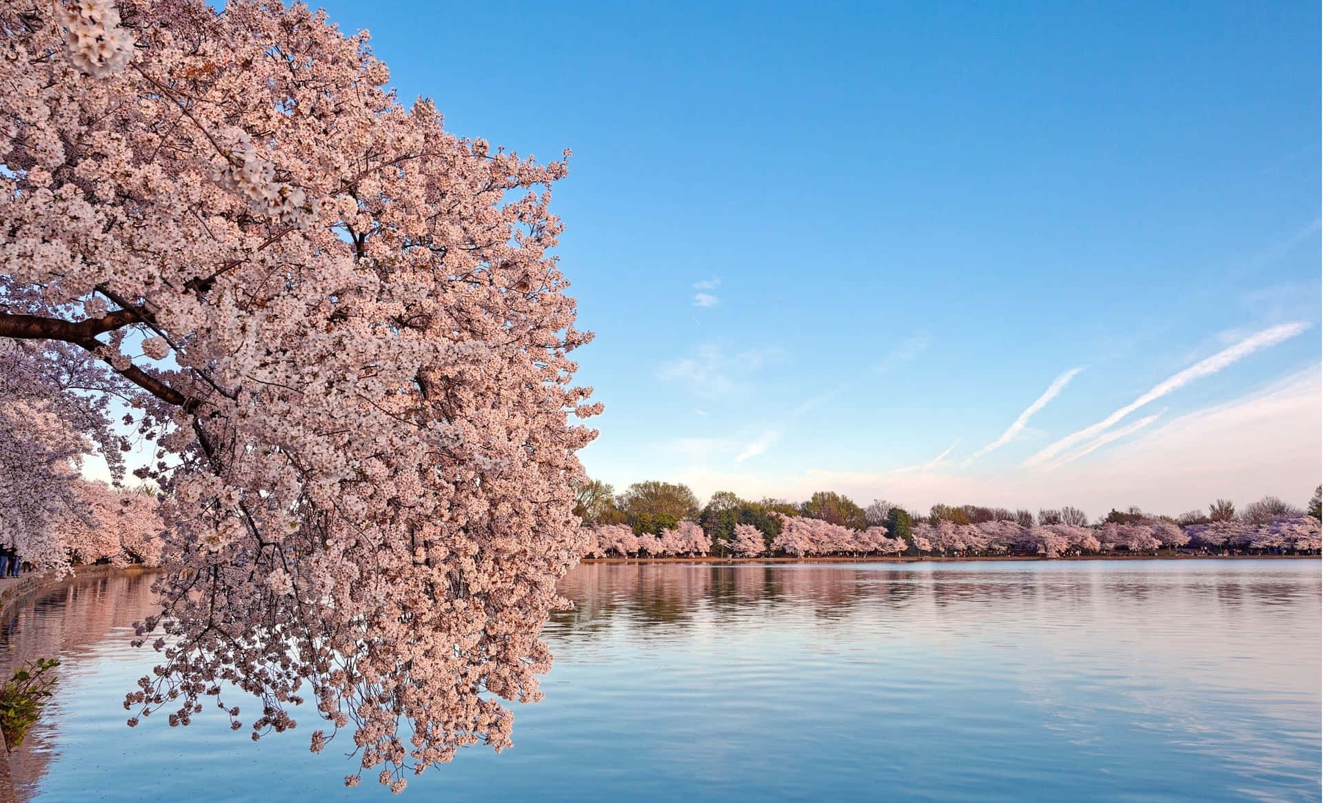 Serene Cherry Blossom Lakeside Dawn.jpg Wallpaper