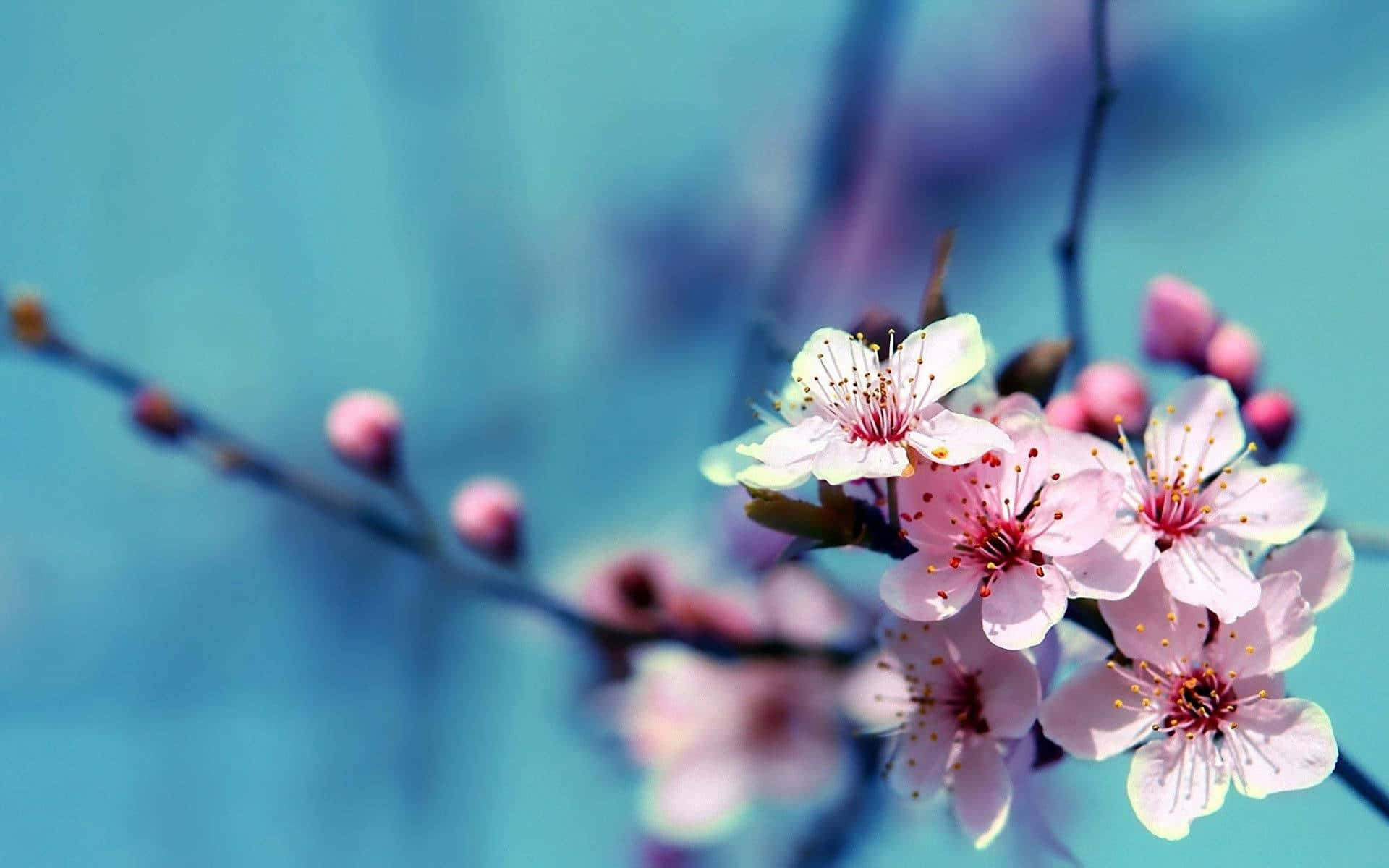 Serene_ Cherry_ Blossoms_ Blue_ Background.jpg Wallpaper