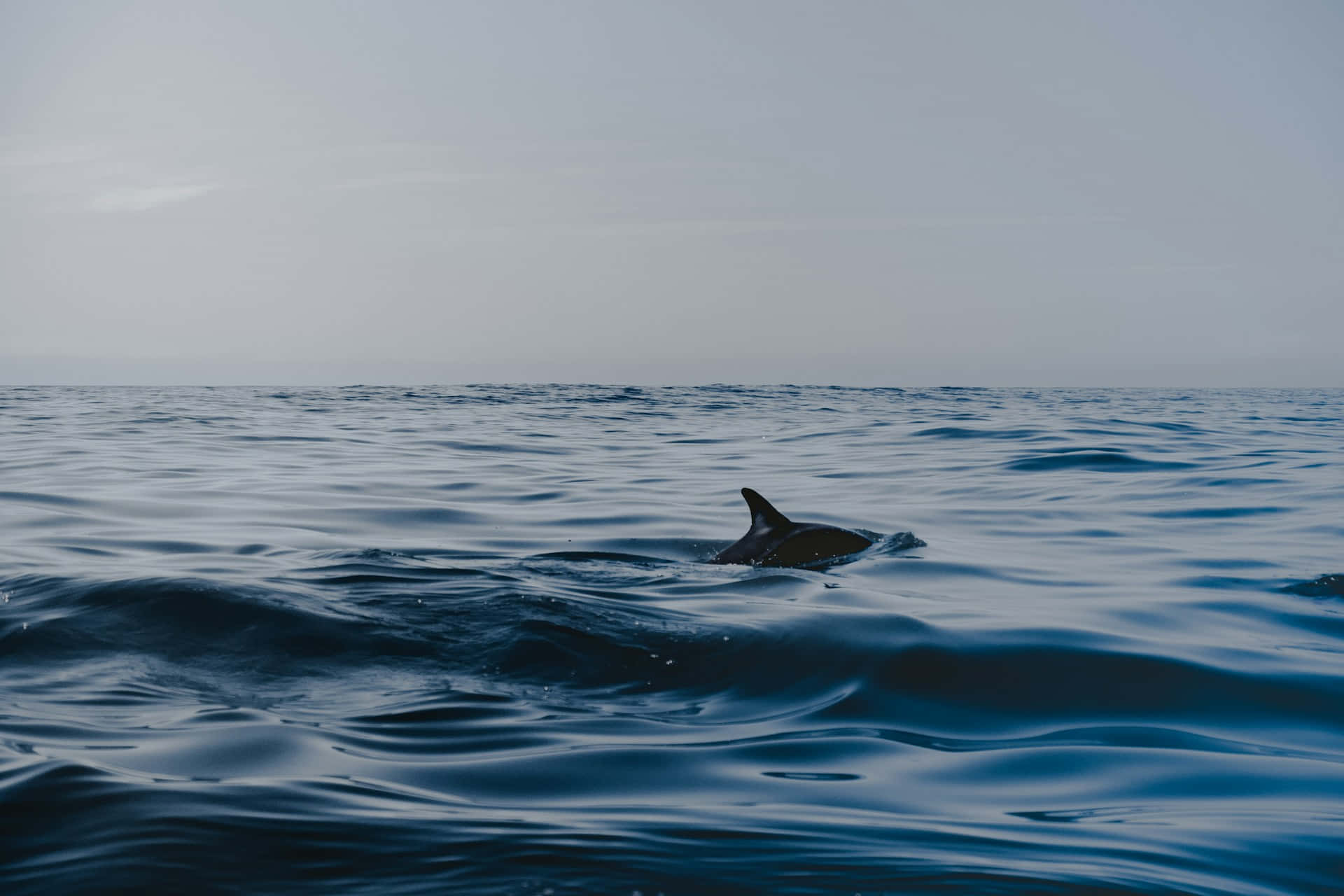 Serene Dolphin Ocean Scape Wallpaper