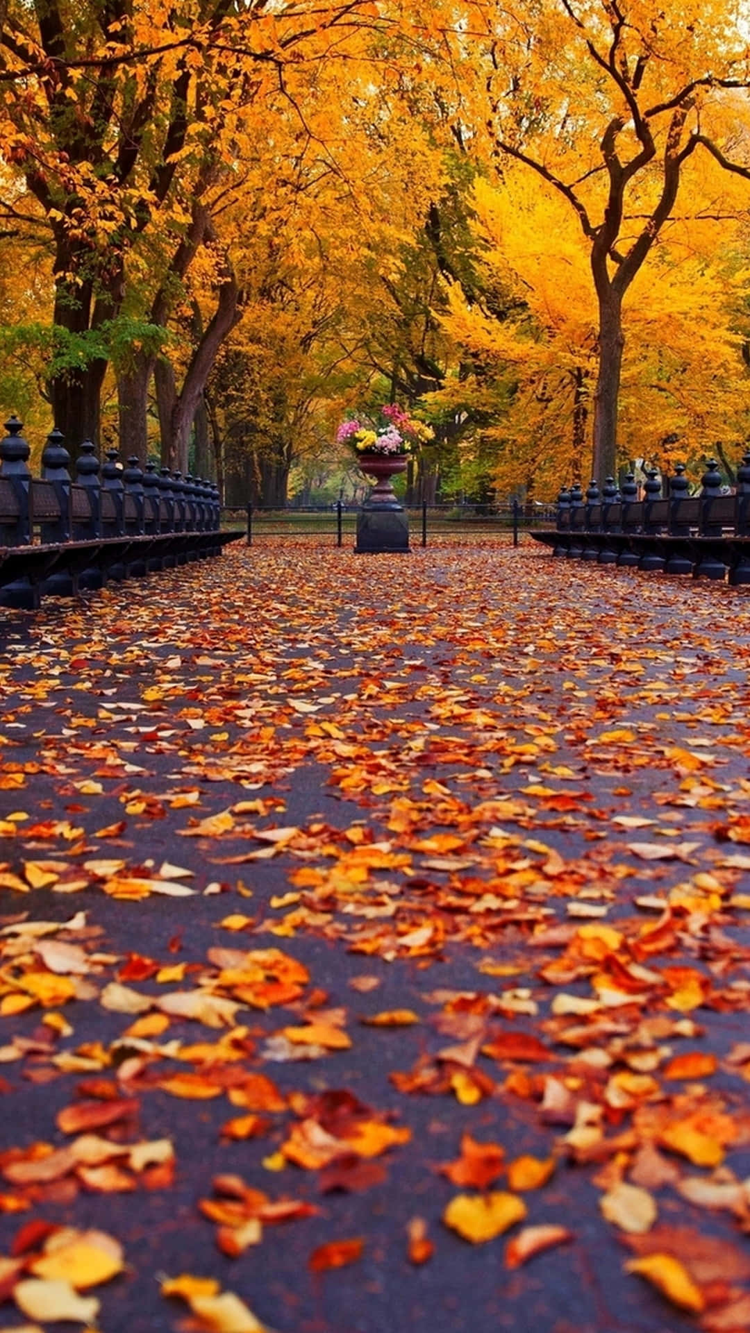 Serene Fall Foliage Under A Crisp Autumn Sky