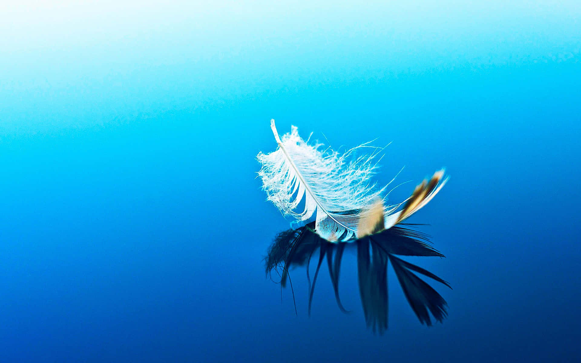 Serene Feather Floatingon Water Wallpaper
