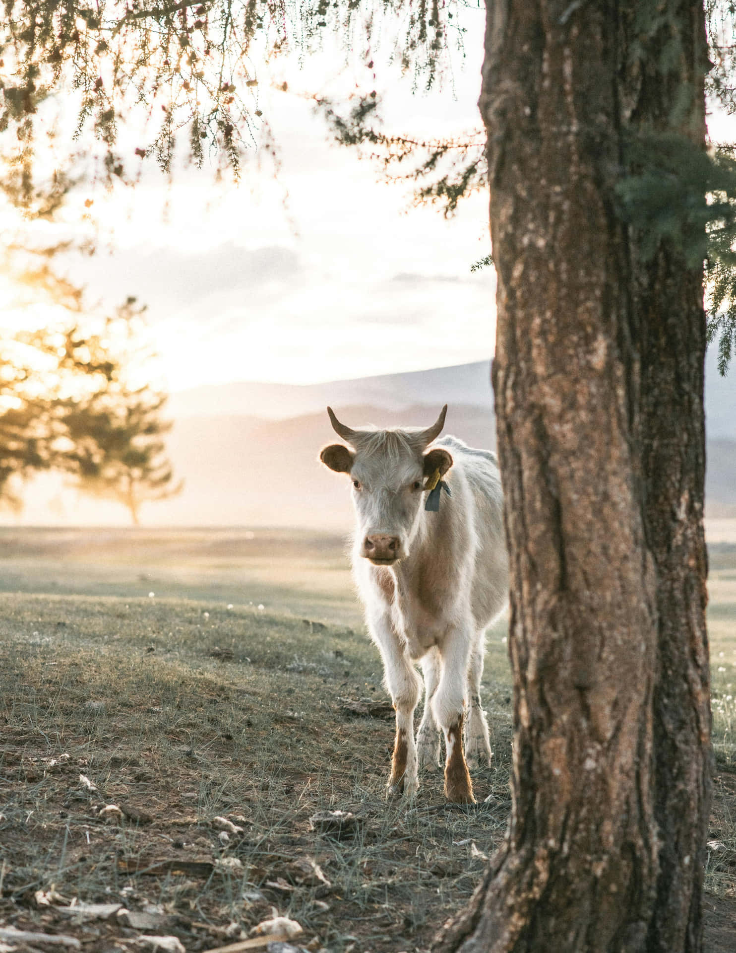 Serene Highland Cow Sunset Wallpaper
