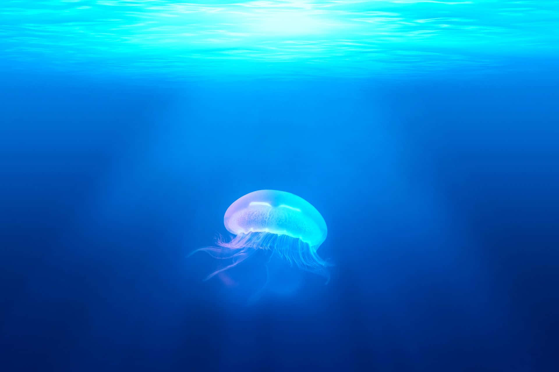 Serene Jellyfish Underwater Scene.jpg Wallpaper