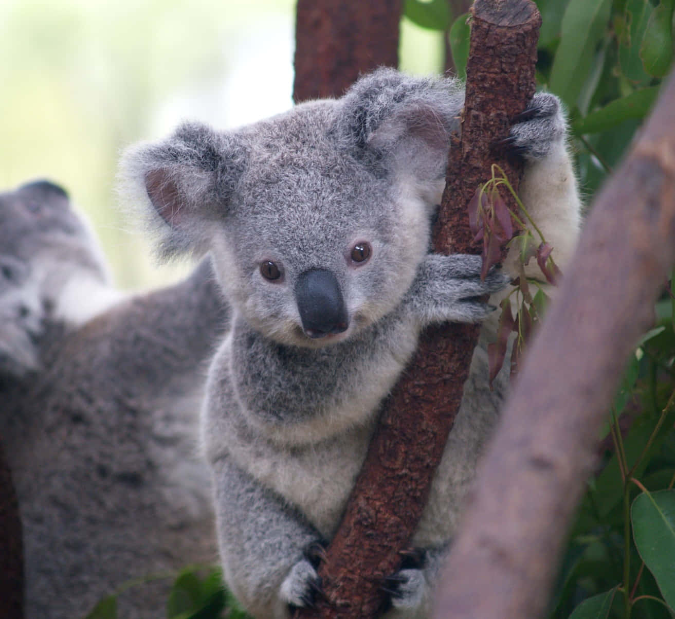 Serene Koala Resting On A Tree
