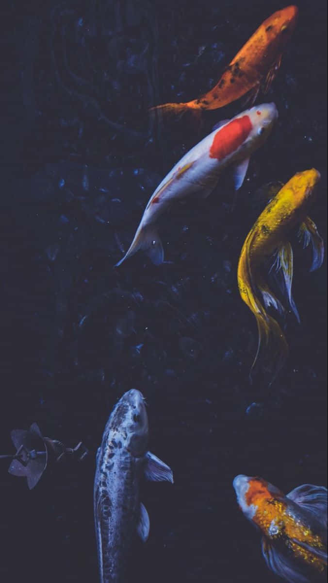 Serene_ Koi_ Pond_ Aesthetic.jpg Wallpaper