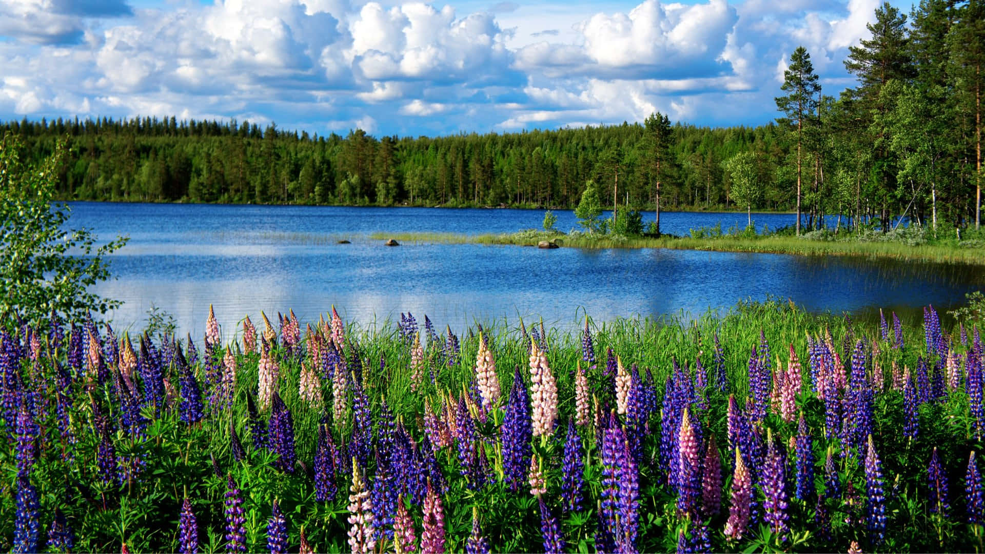 Serene_ Lake_with_ Lupines_ H D Wallpaper
