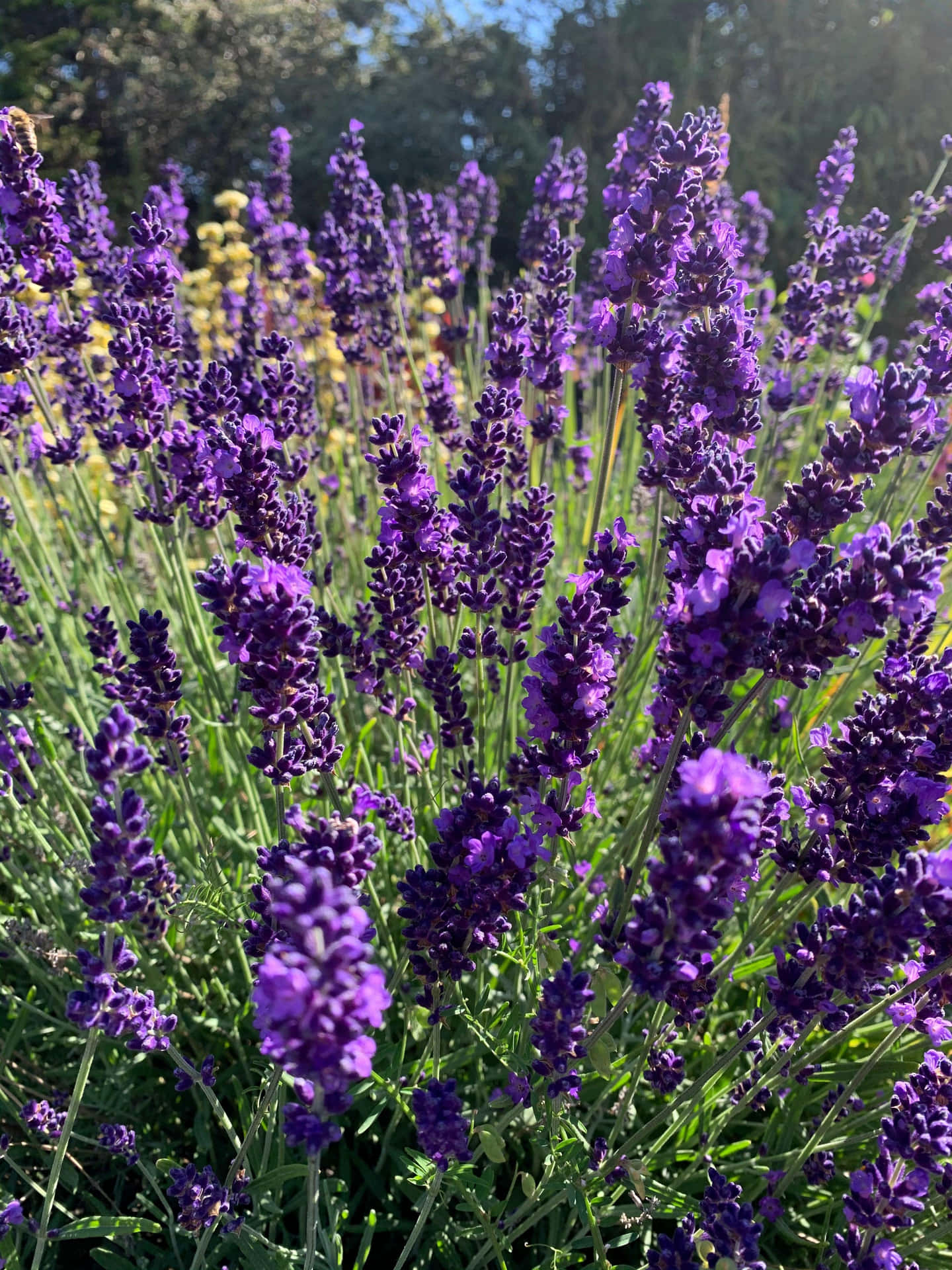 Serene Landscape Of Vibrant Lavender Field