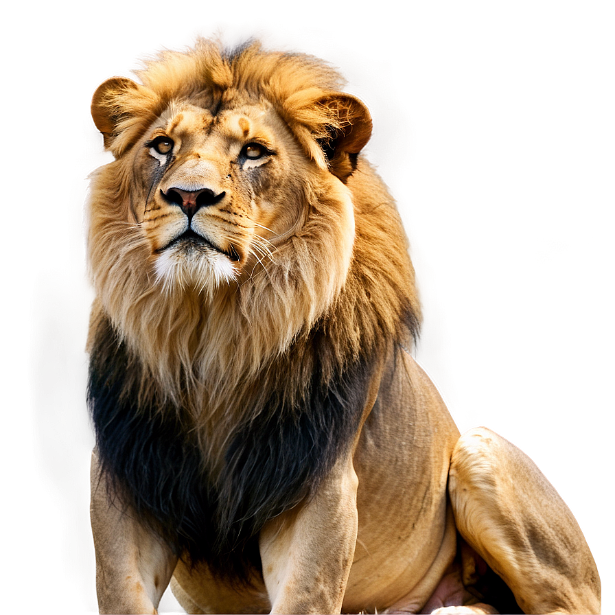 Serene Lion Gaze Png Xxj79 PNG