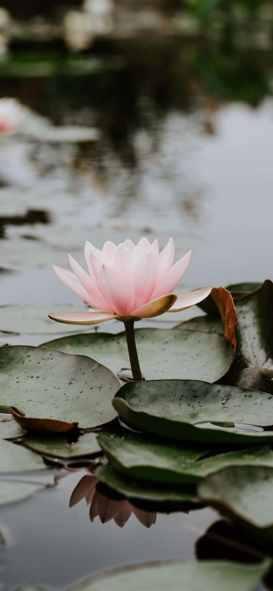 Serene Lotus Bloom Wallpaper