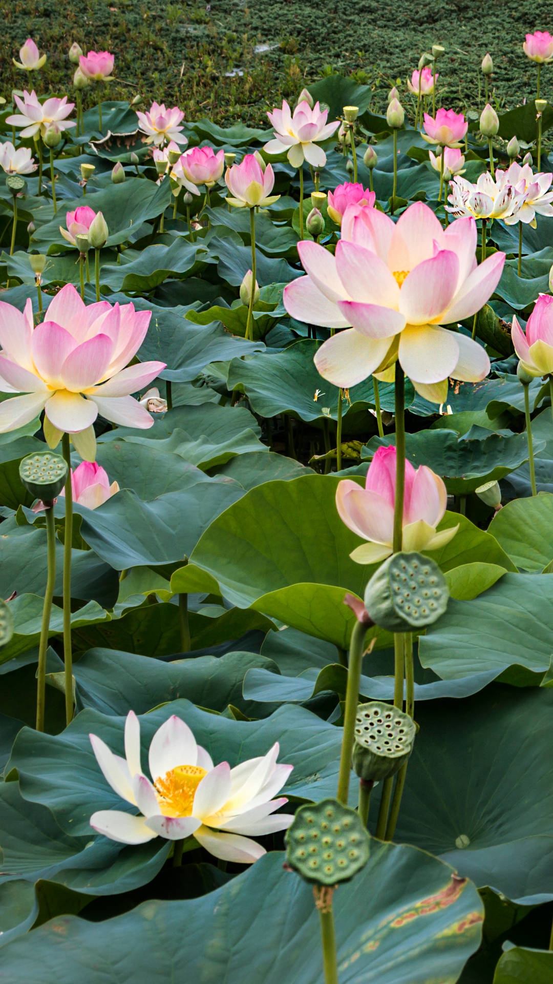 Serene Lotus Blossom On A Tranquil Pond Wallpaper
