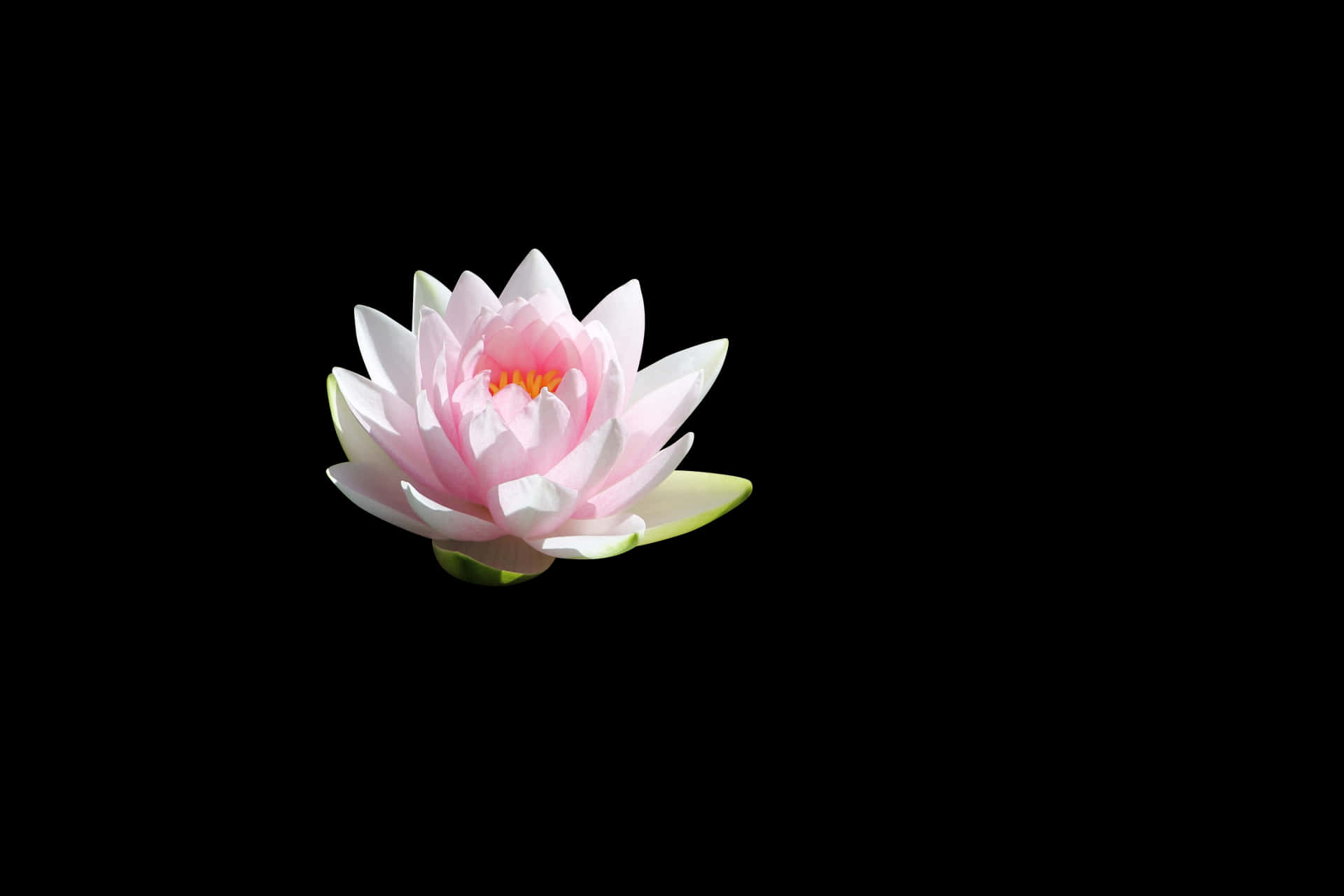 Serene Lotus Flower Black Background PNG
