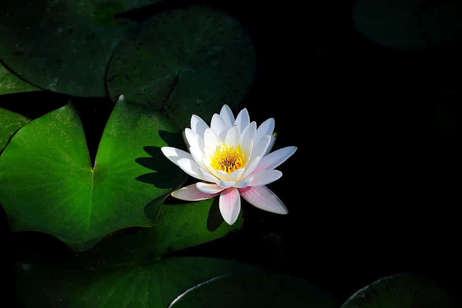 Fleur De Lotus Sereine Sur Eaux Sombres Fond d'écran