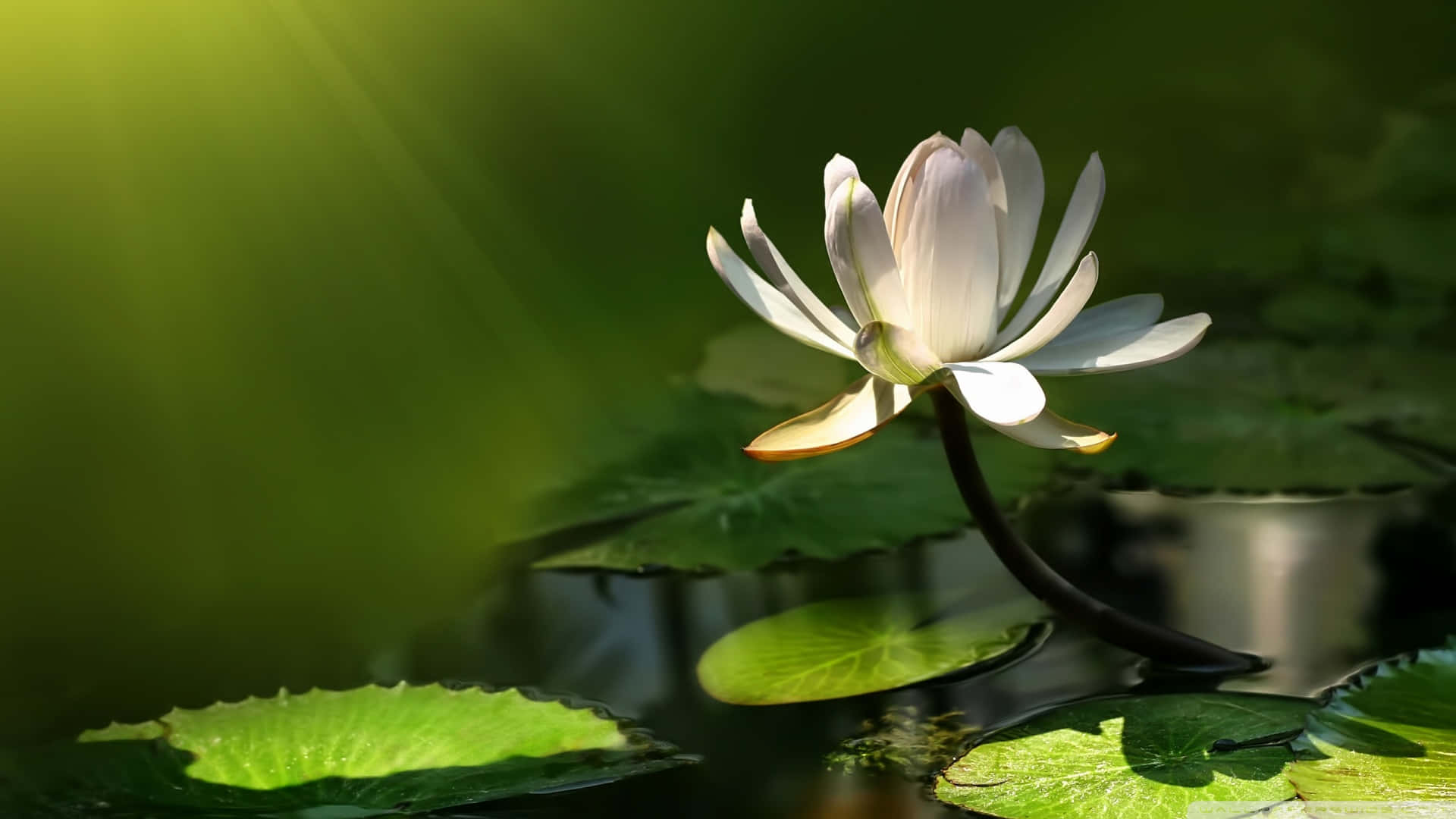 Serene Lotus Flower Sunbeam Wallpaper