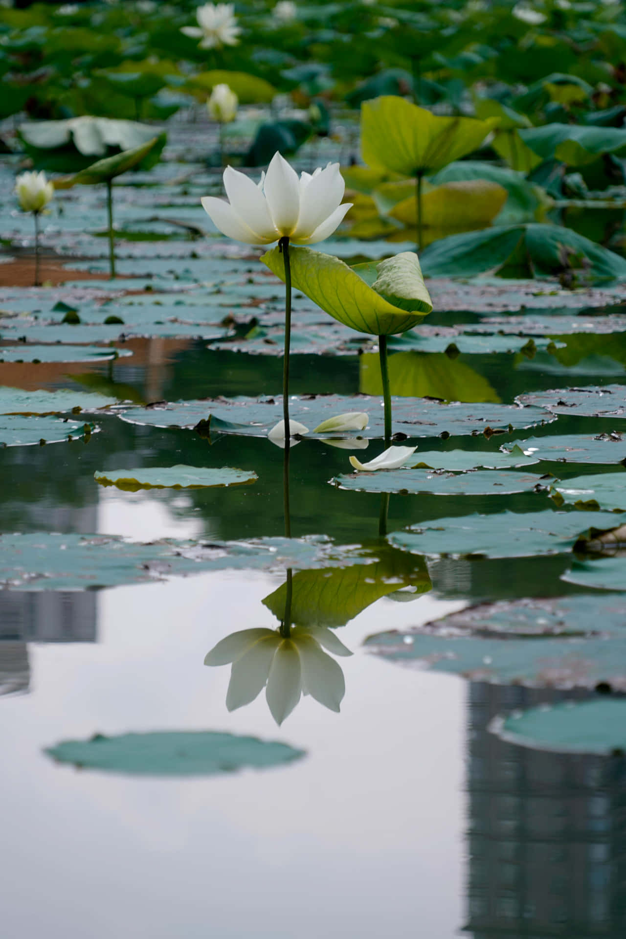 Serene Lotus Reflection Wallpaper