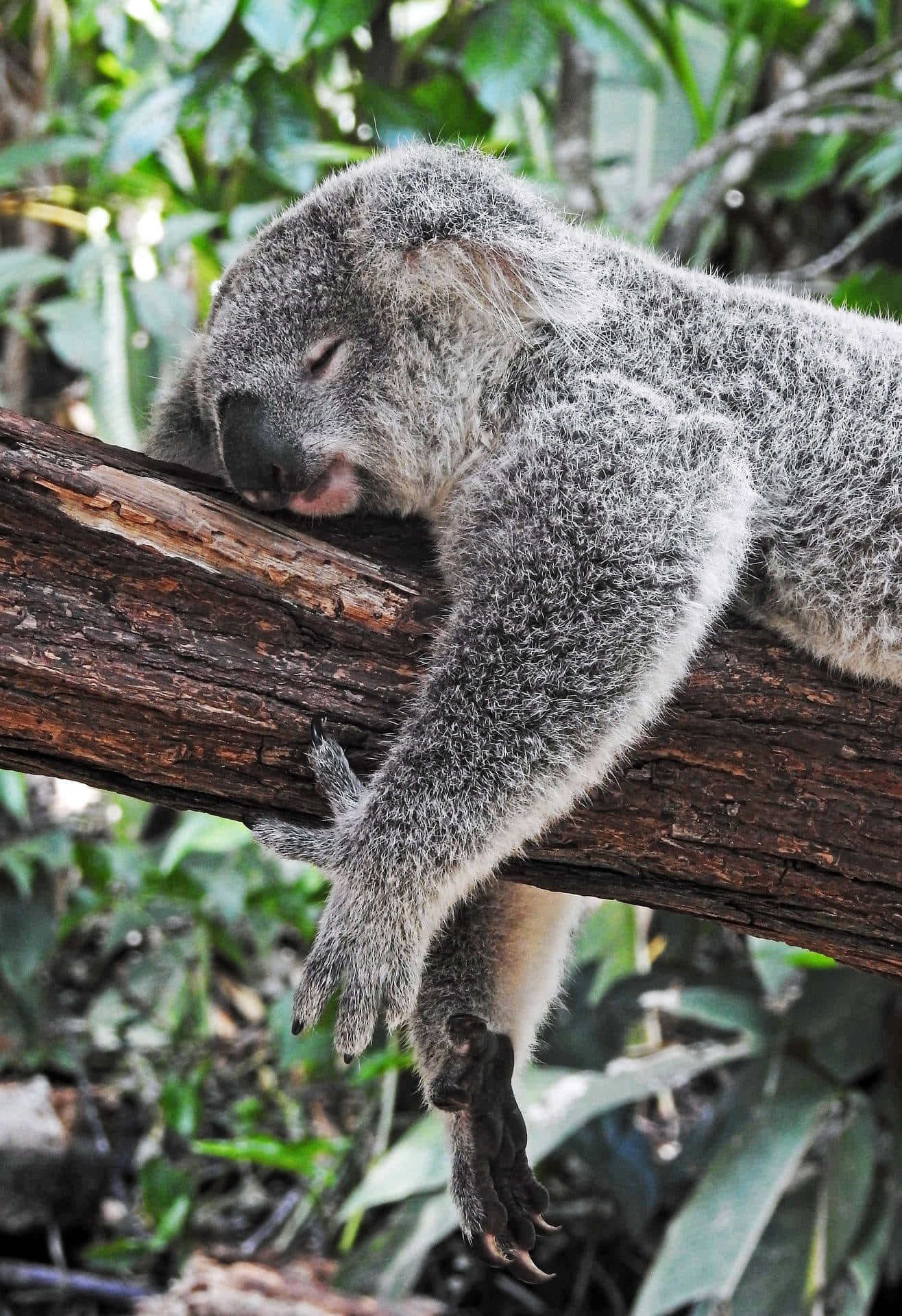 Serene Moments With A Wild Koala