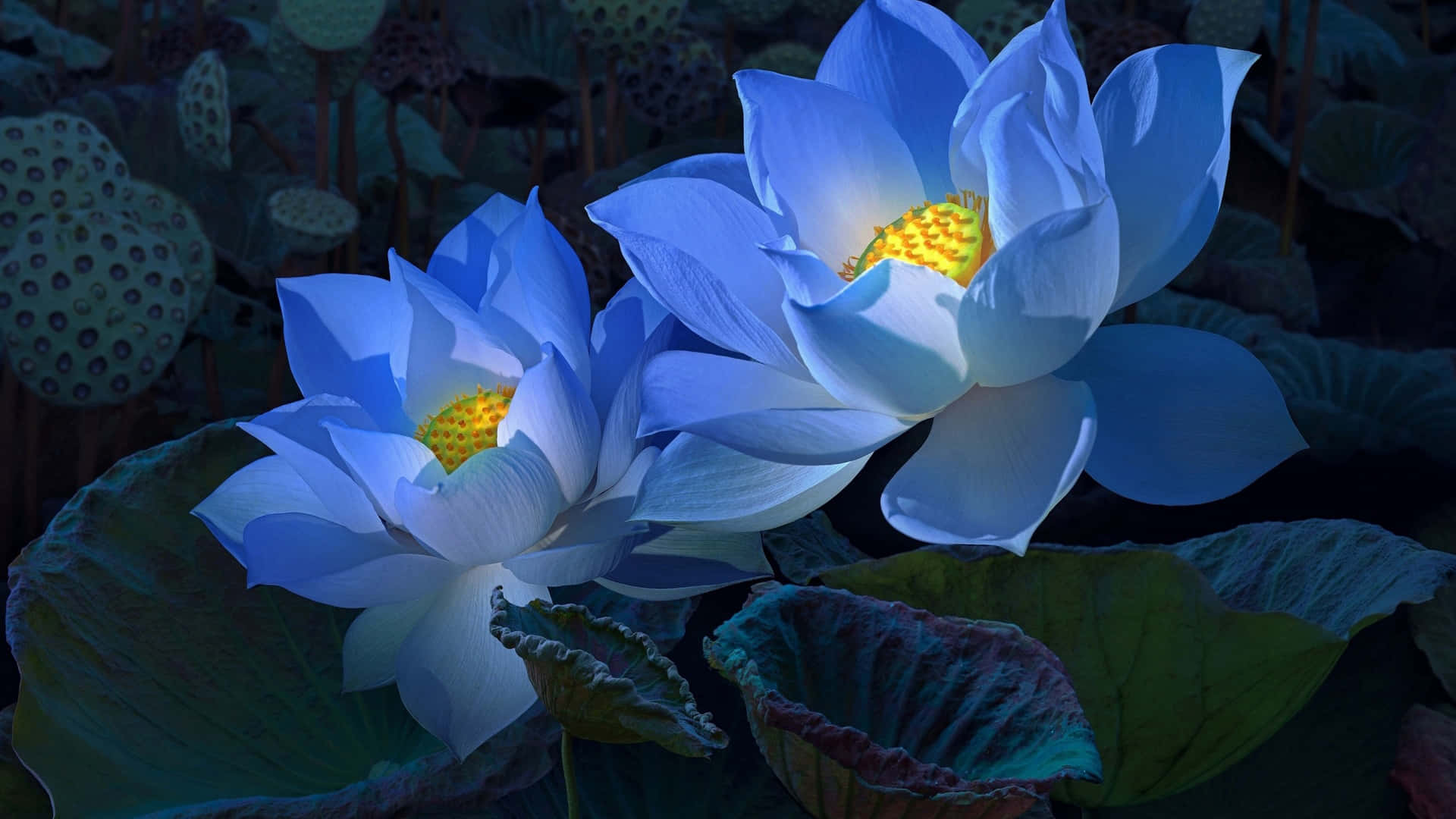 Serene Nighttime Lotus Blooms Wallpaper