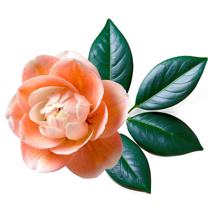 Serene Orange Camellia Png 06122024 PNG