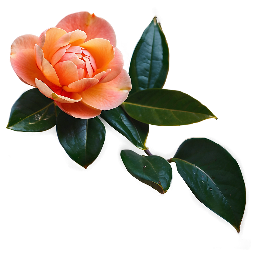 Serene Orange Camellia Png Fnl91 PNG