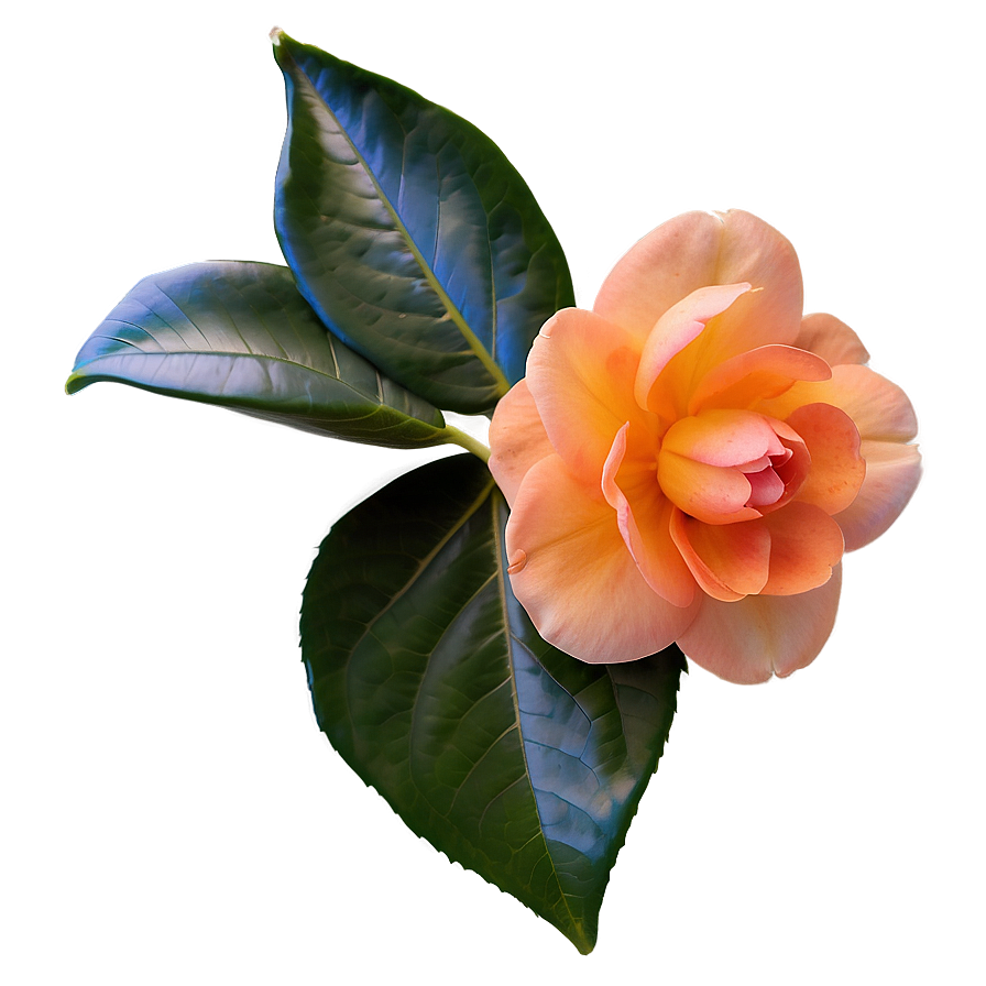 Serene Orange Camellia Png Rol72 PNG