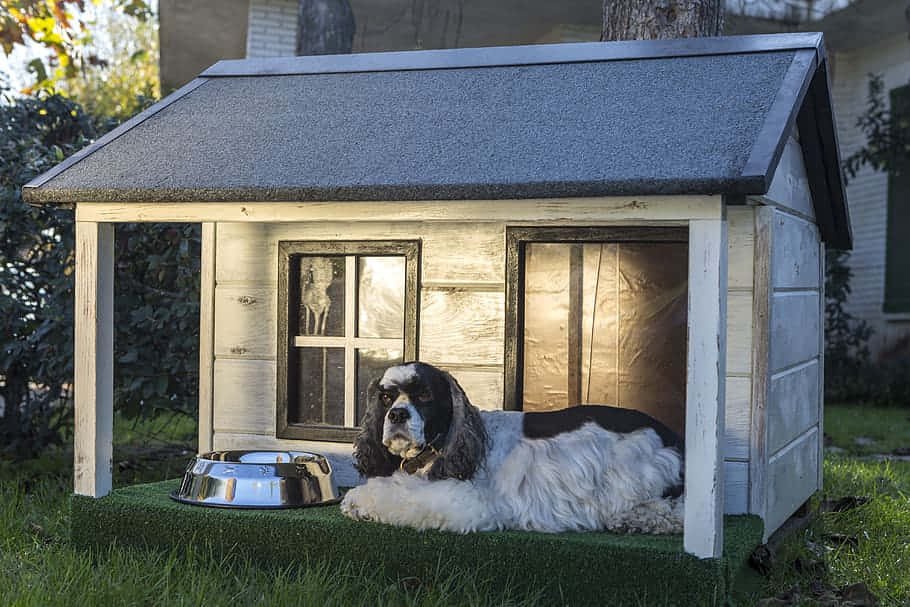 Serene Outdoor Dog Kennel Wallpaper