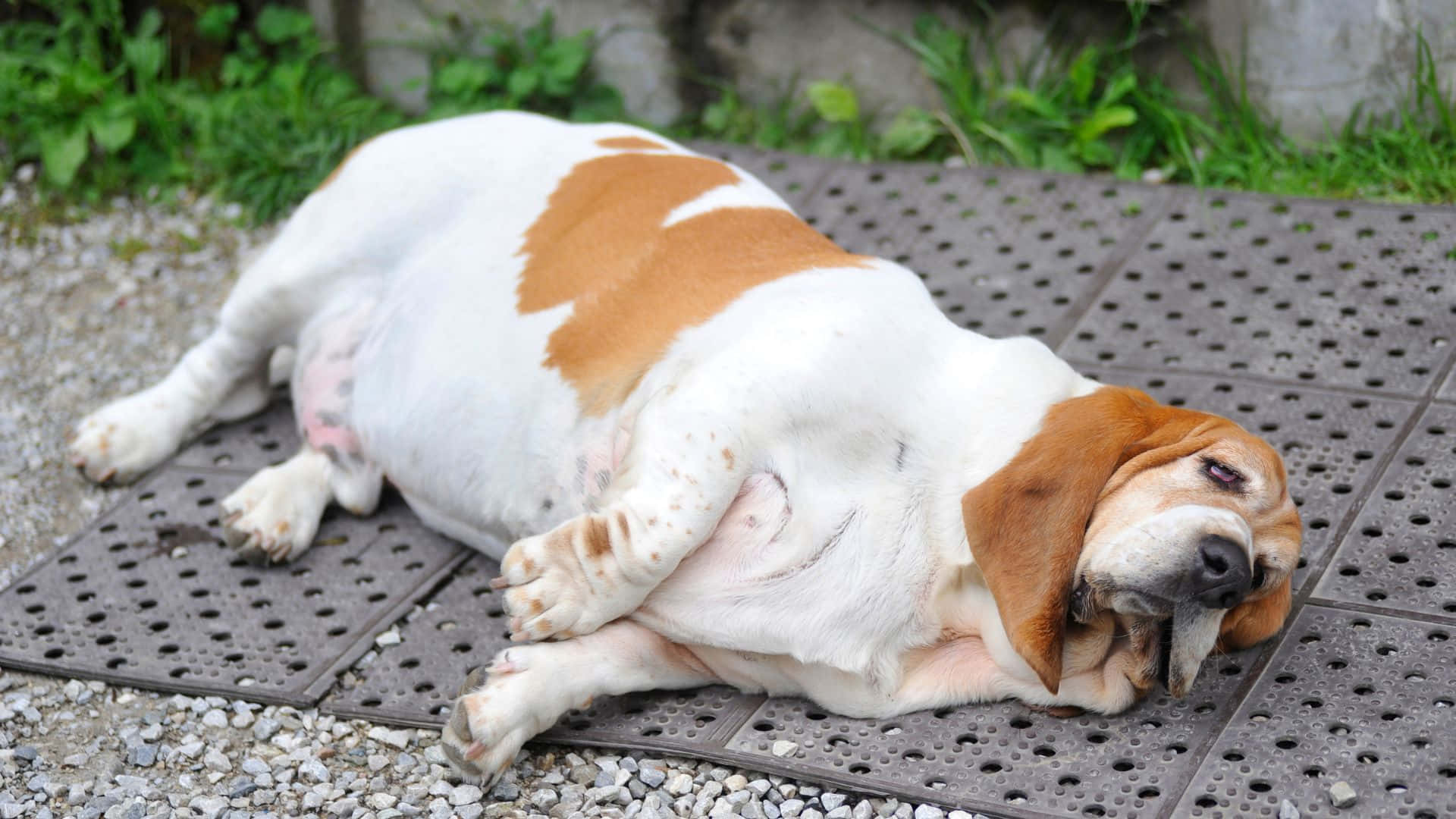 Serene Overweight Dog With A Playful Spirit Wallpaper