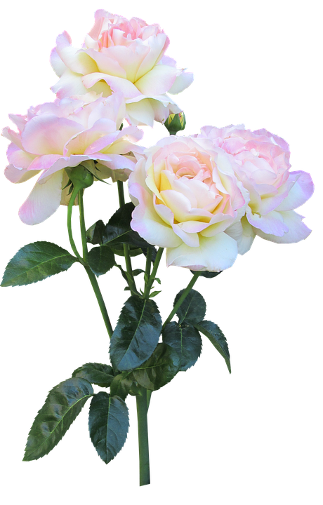 Download Serene_ Pink_ Roses_ Bouquet | Wallpapers.com