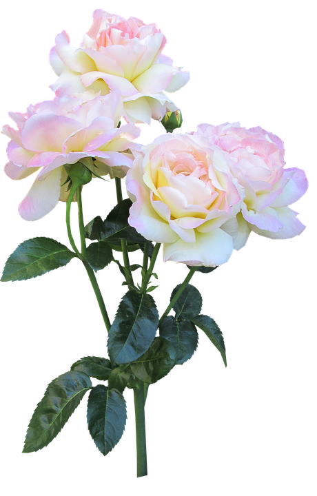 Serene_ Pink_ Roses_ Bouquet PNG