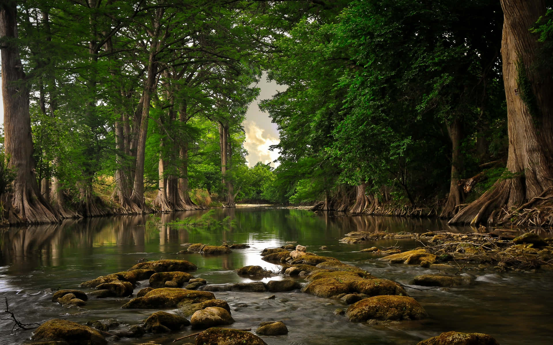 Serene Riverbank Forest Landscape Wallpaper