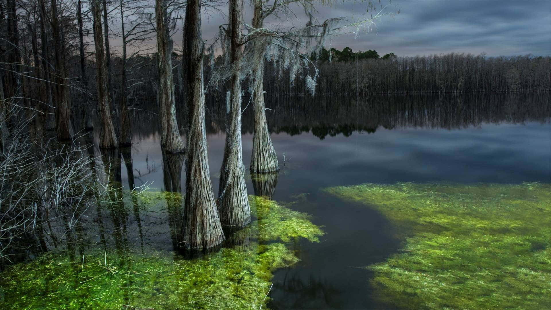 Serene Scenery Of Wetland Plants Wallpaper