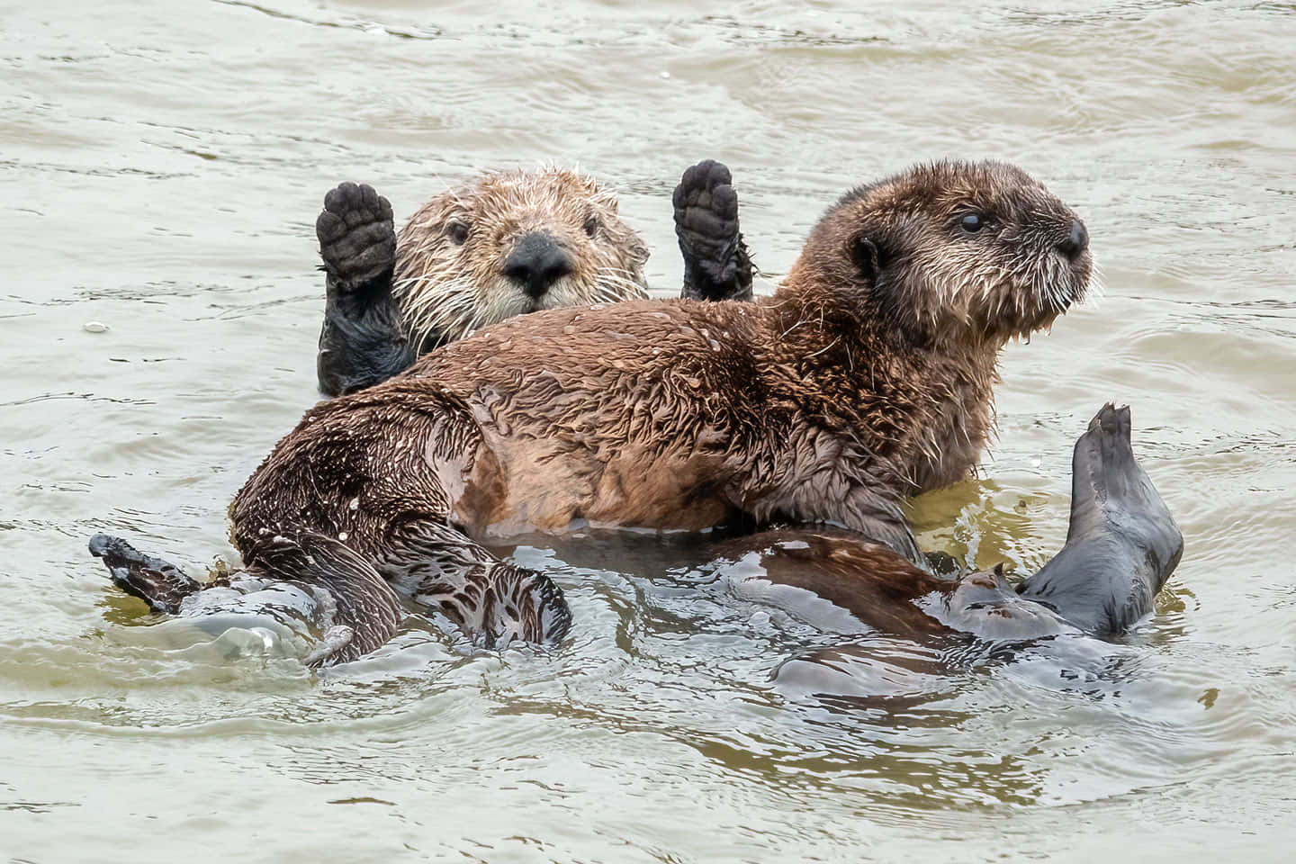 Serene Sea Otter Floating In The Ocean Wallpaper