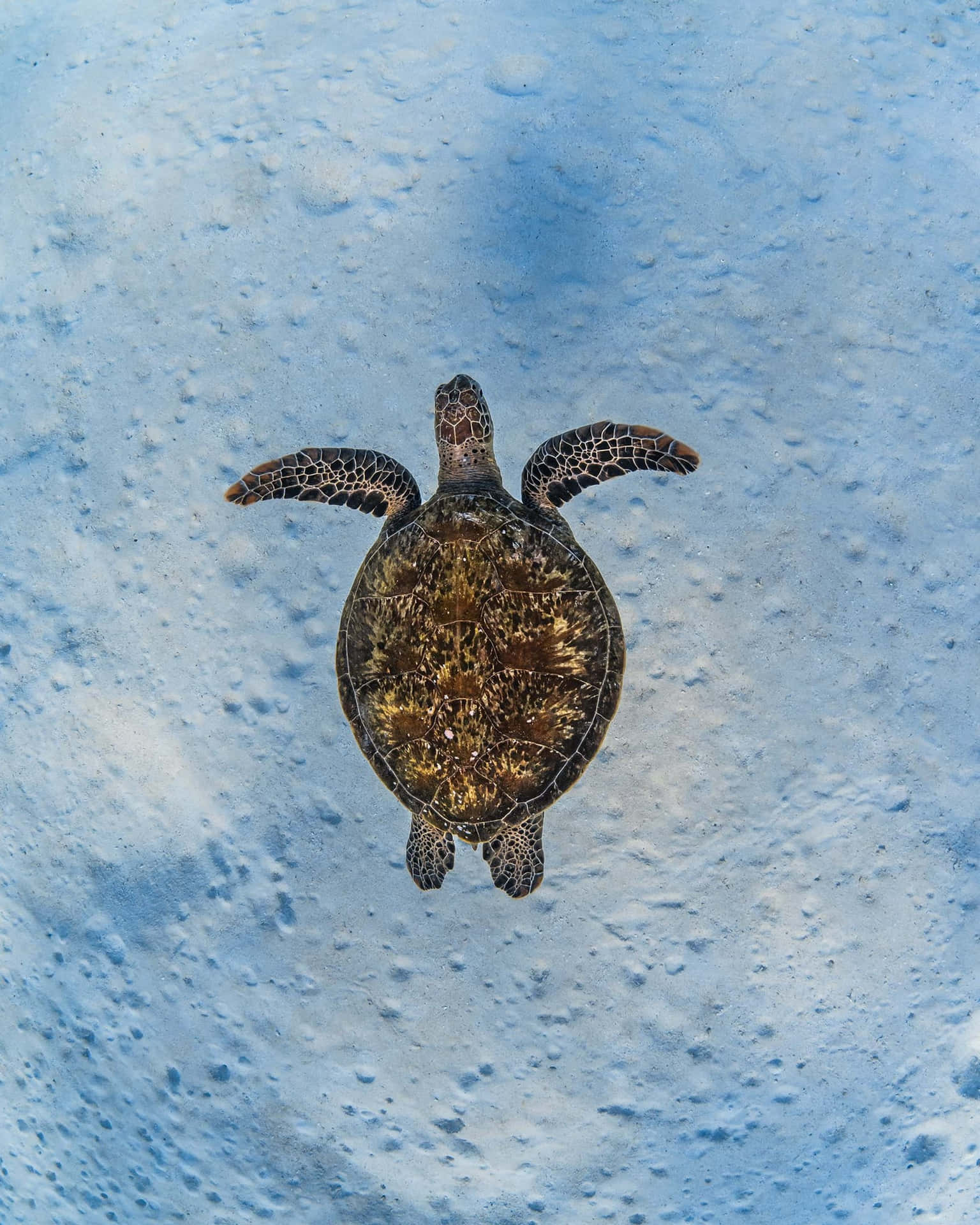 Serene Sea Turtle Gliding Over Sandy Bottom.jpg Wallpaper