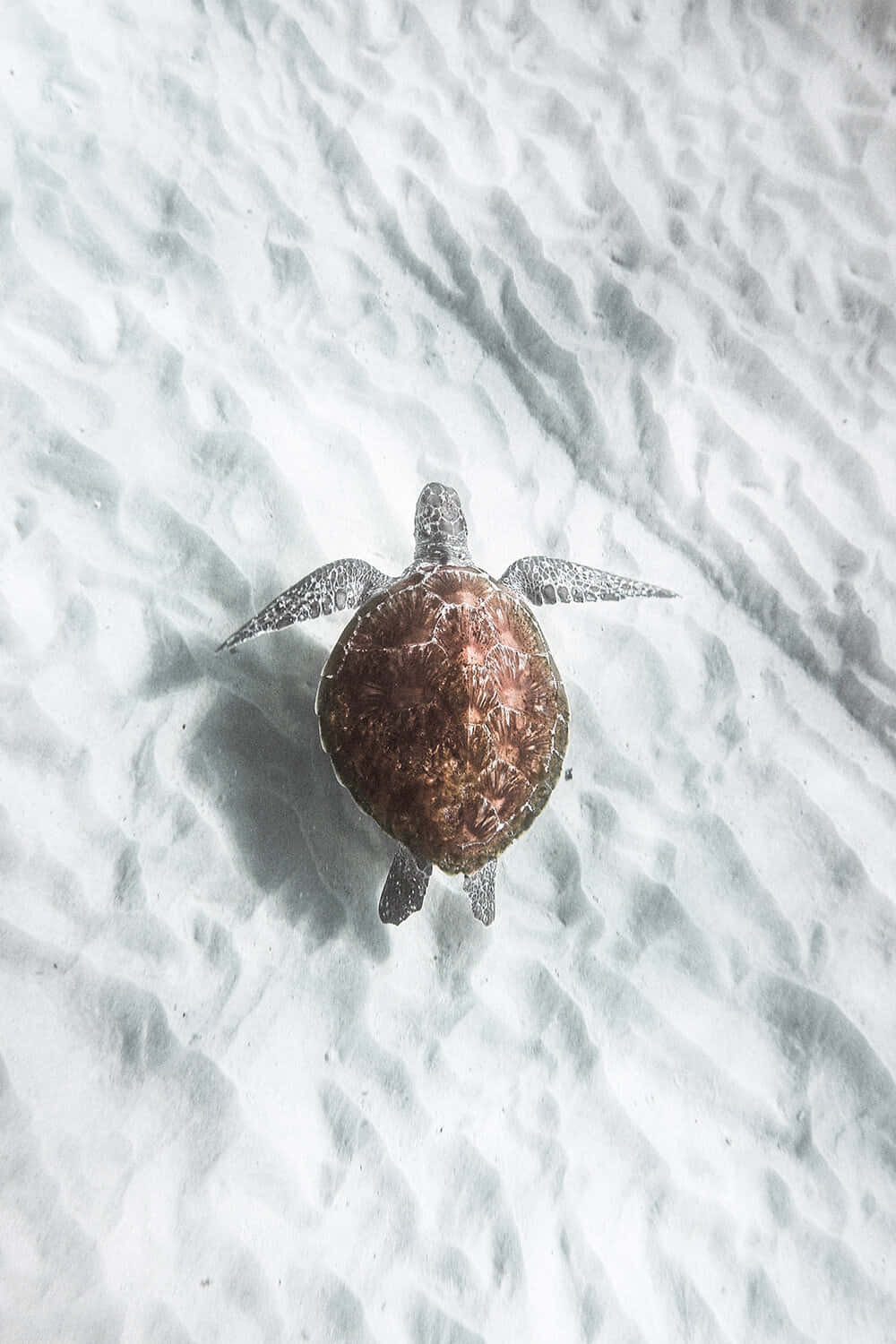 Serene Sea Turtle Sandy Bottom.jpg Wallpaper