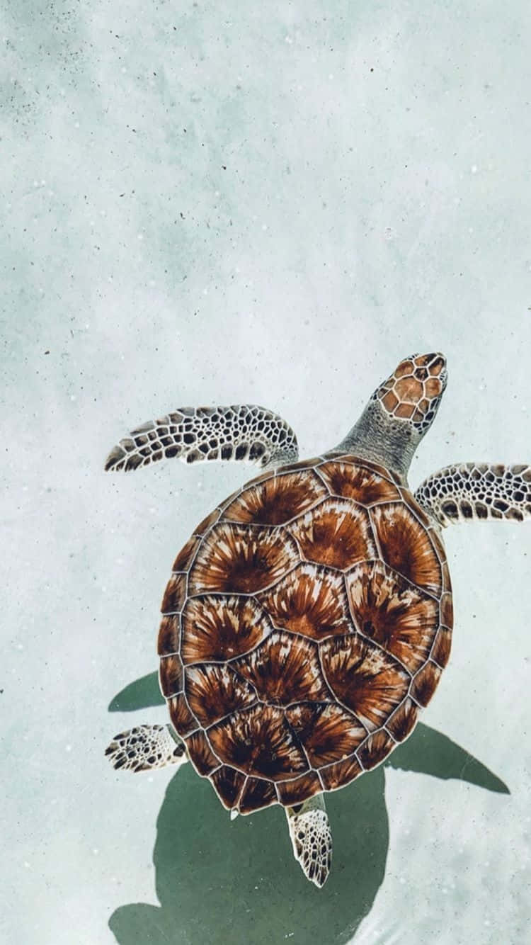 Serene Sea Turtle Swimming Wallpaper