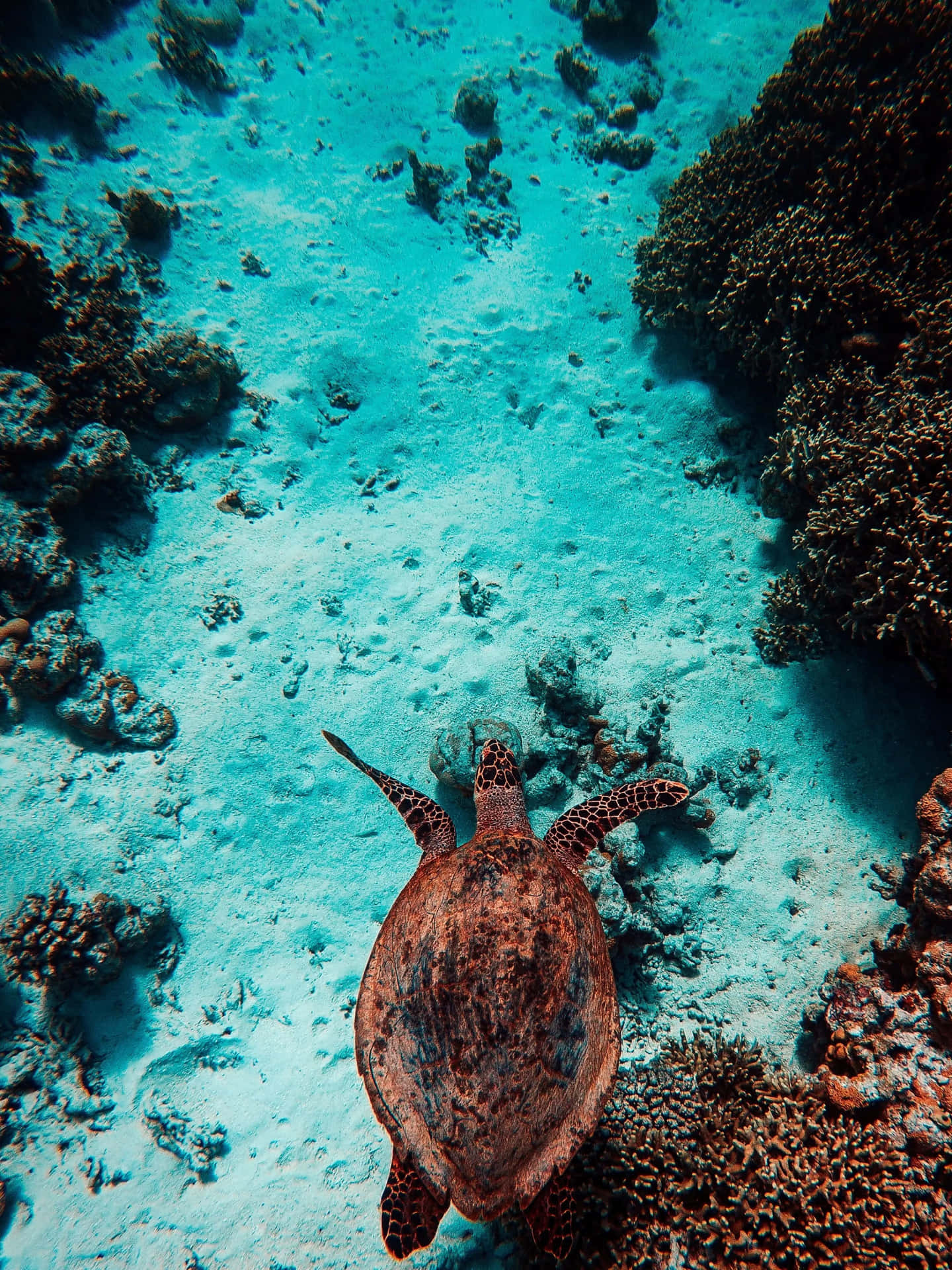 Serene Sea Turtle Swimming Coral Reef Wallpaper