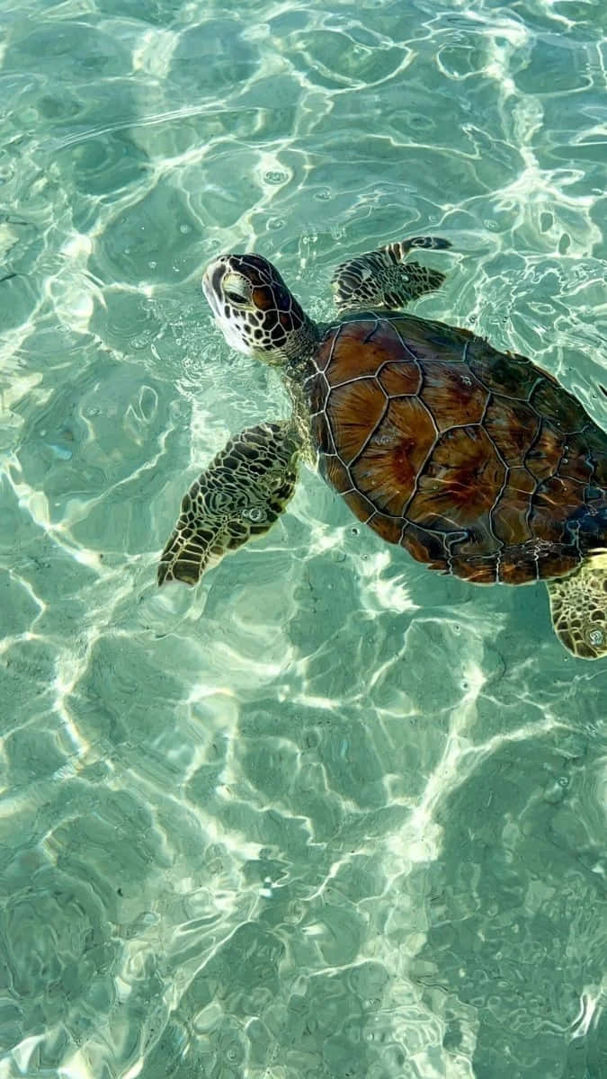 Serene_ Sea_ Turtle_ Swimming.jpg Wallpaper