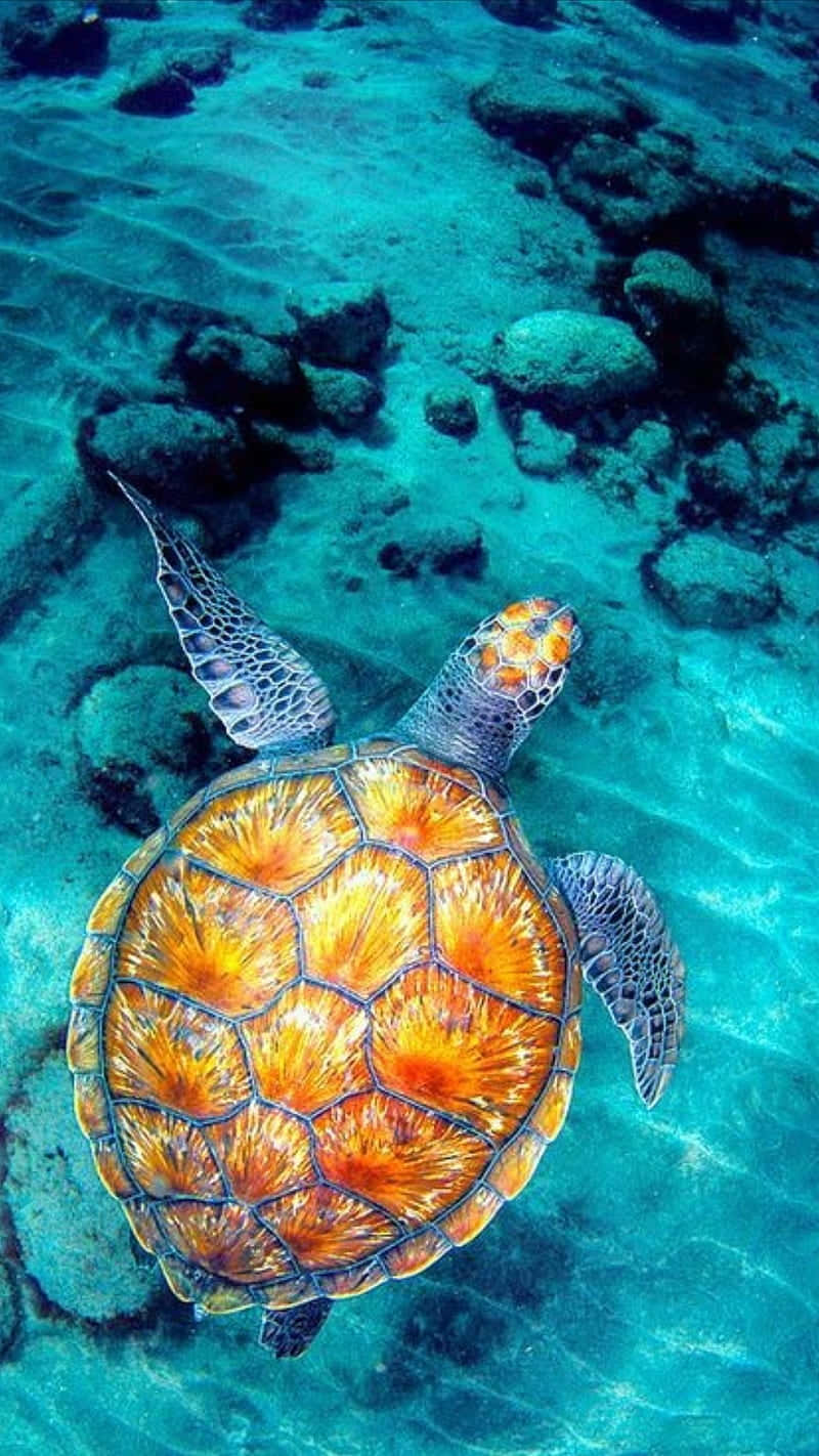 Serene_ Sea_ Turtle_ Swimming.jpg Wallpaper