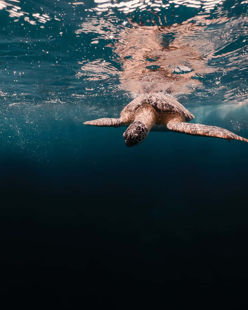 Serene Sea Turtle Swimming Wallpaper