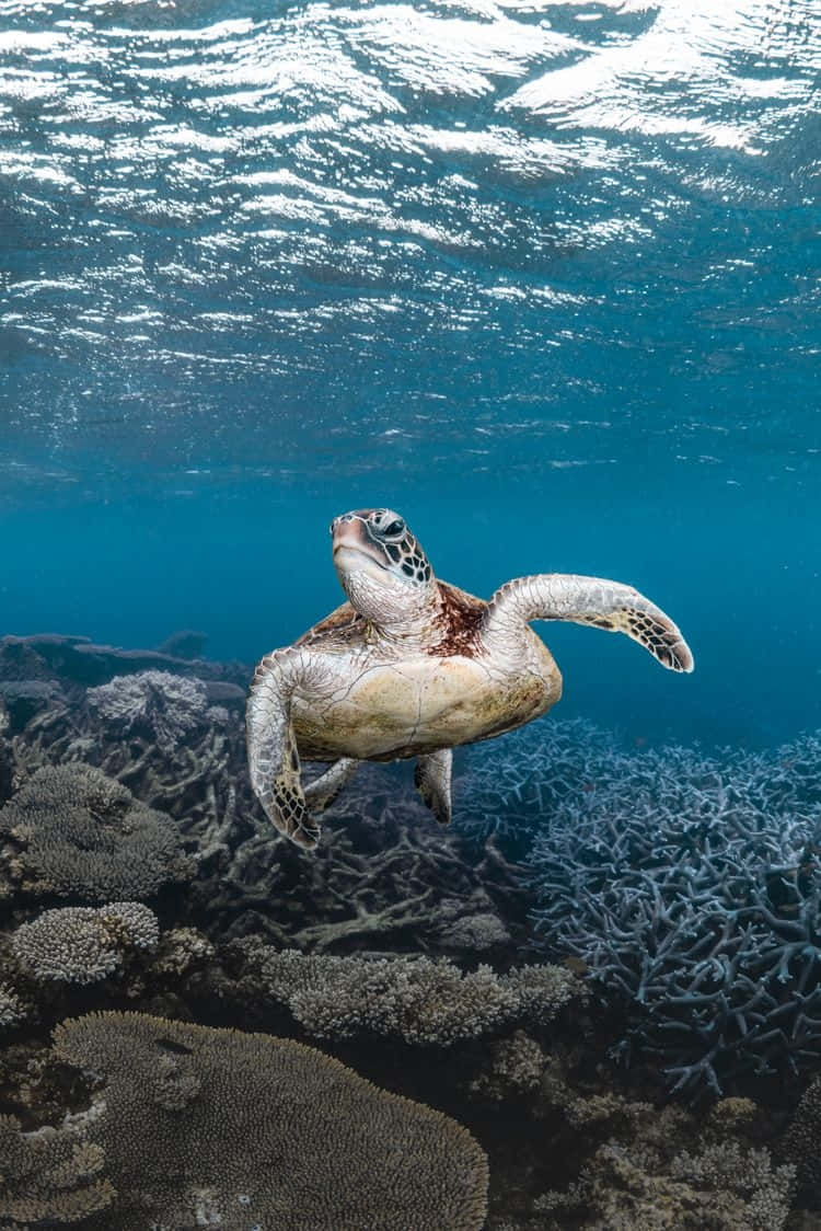 Serene Sea Turtle Underwater Wallpaper