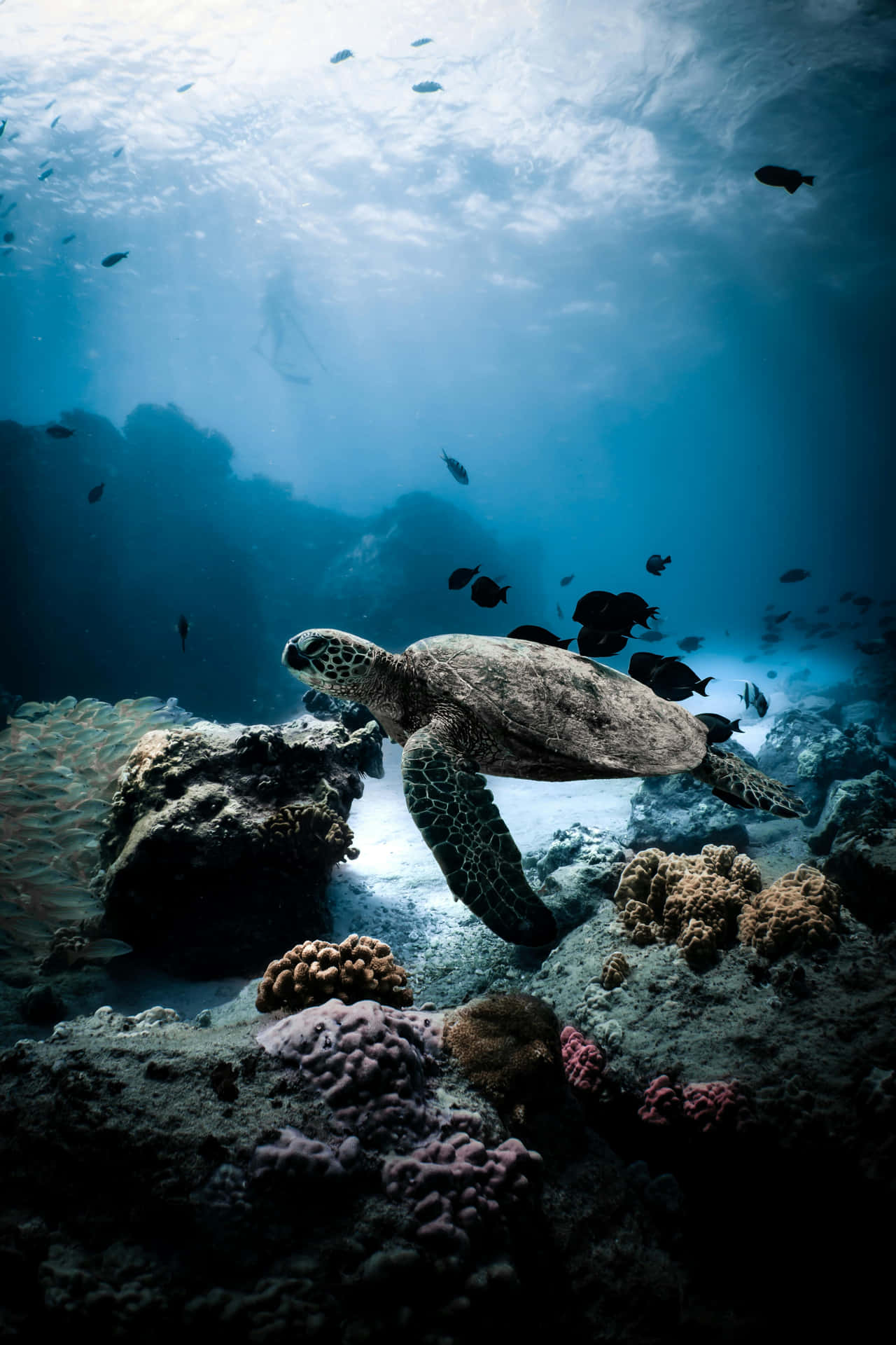 Serene Sea Turtle Underwater Aesthetic.jpg Wallpaper