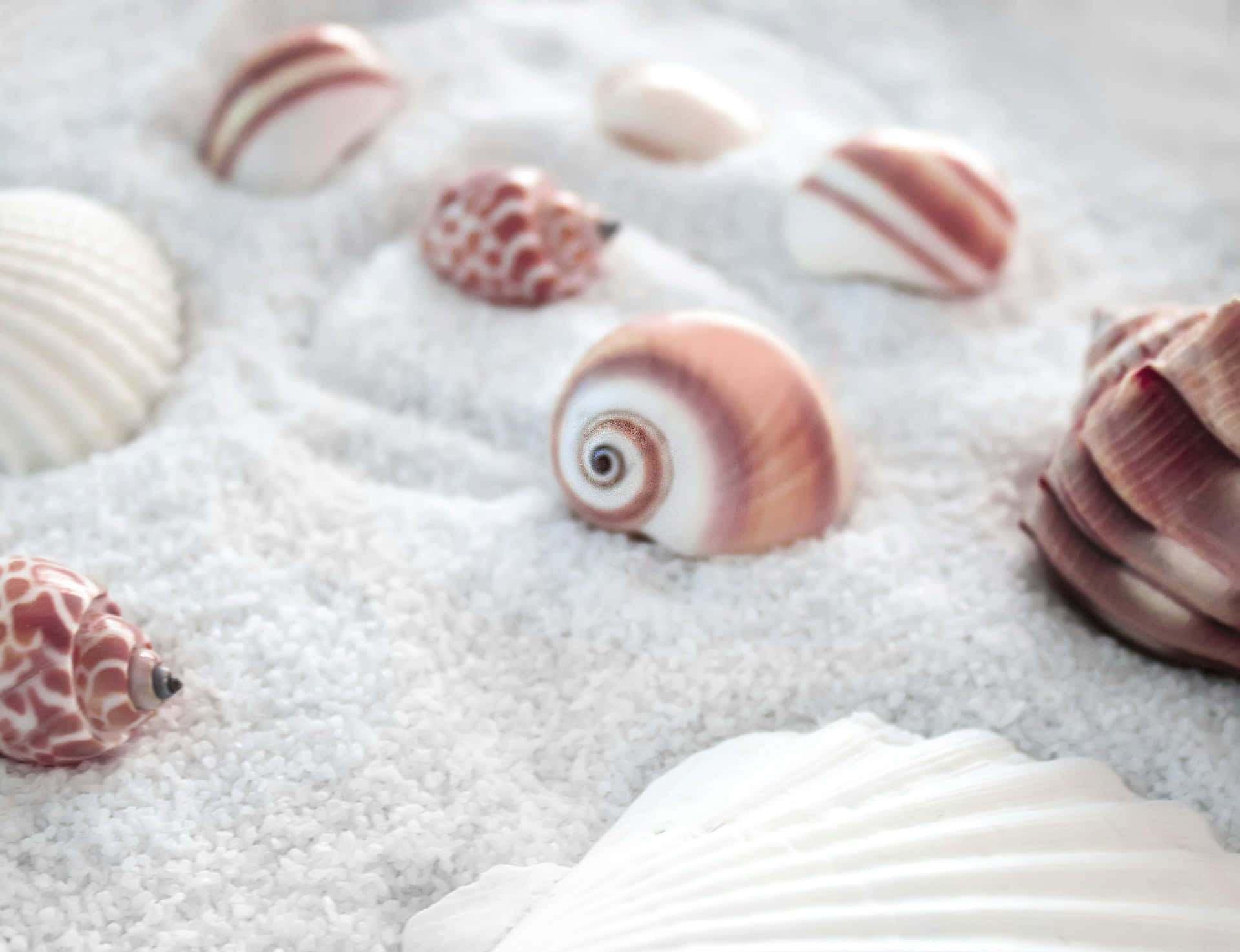 Serene Seashell Collection Sandy Backdrop.jpg Wallpaper
