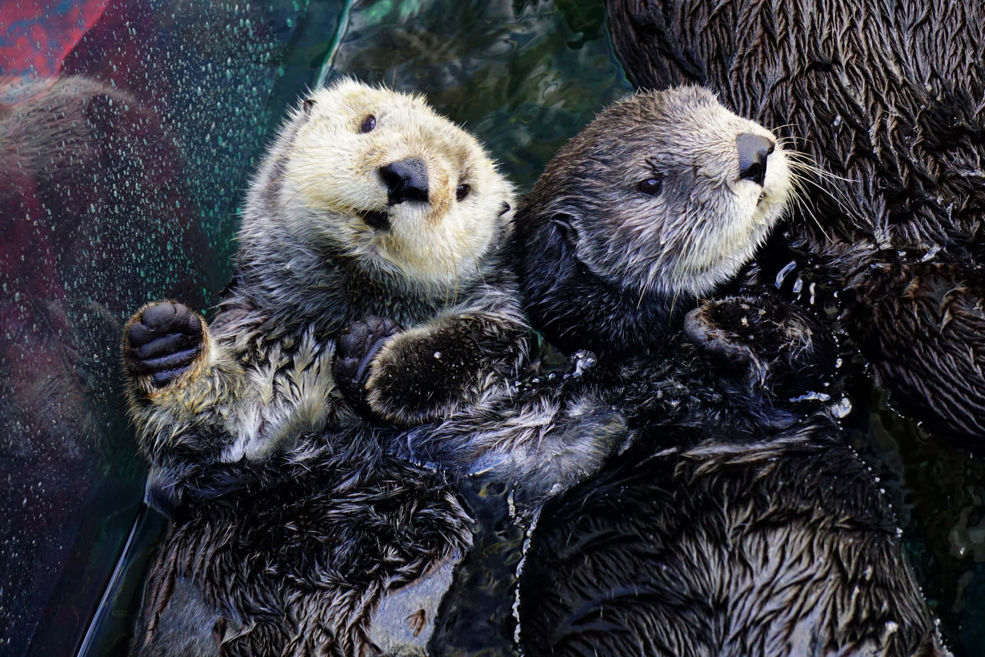 Serene Seaside - Portrait Of A Wild Sea Otter Wallpaper