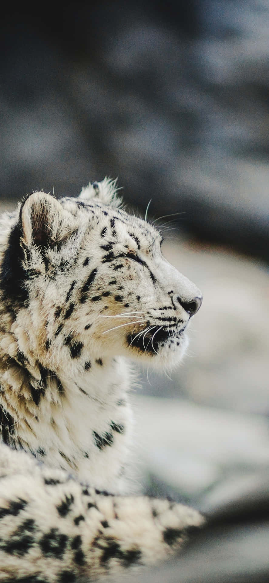 Serene Snow Leopard Profile Wallpaper