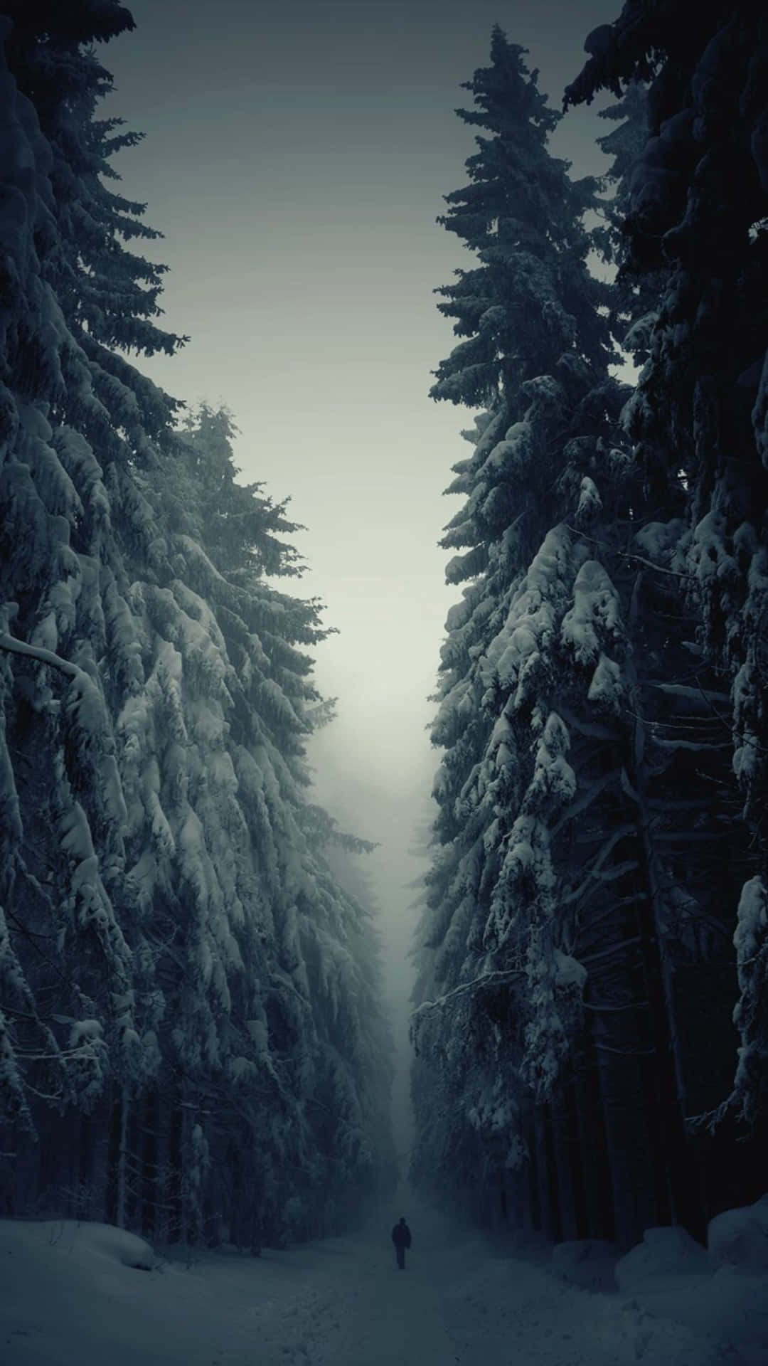 Serene Snowy Forest Wallpaper