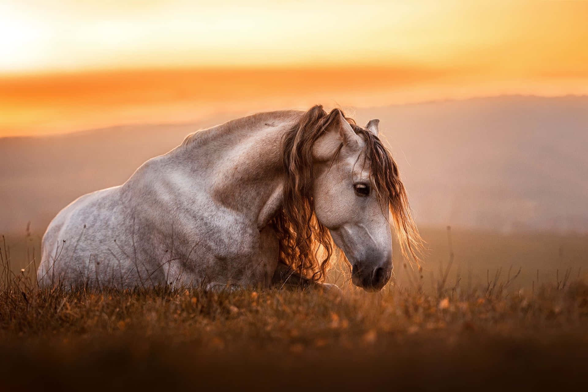 Serene Sunset Horse Portrait Wallpaper