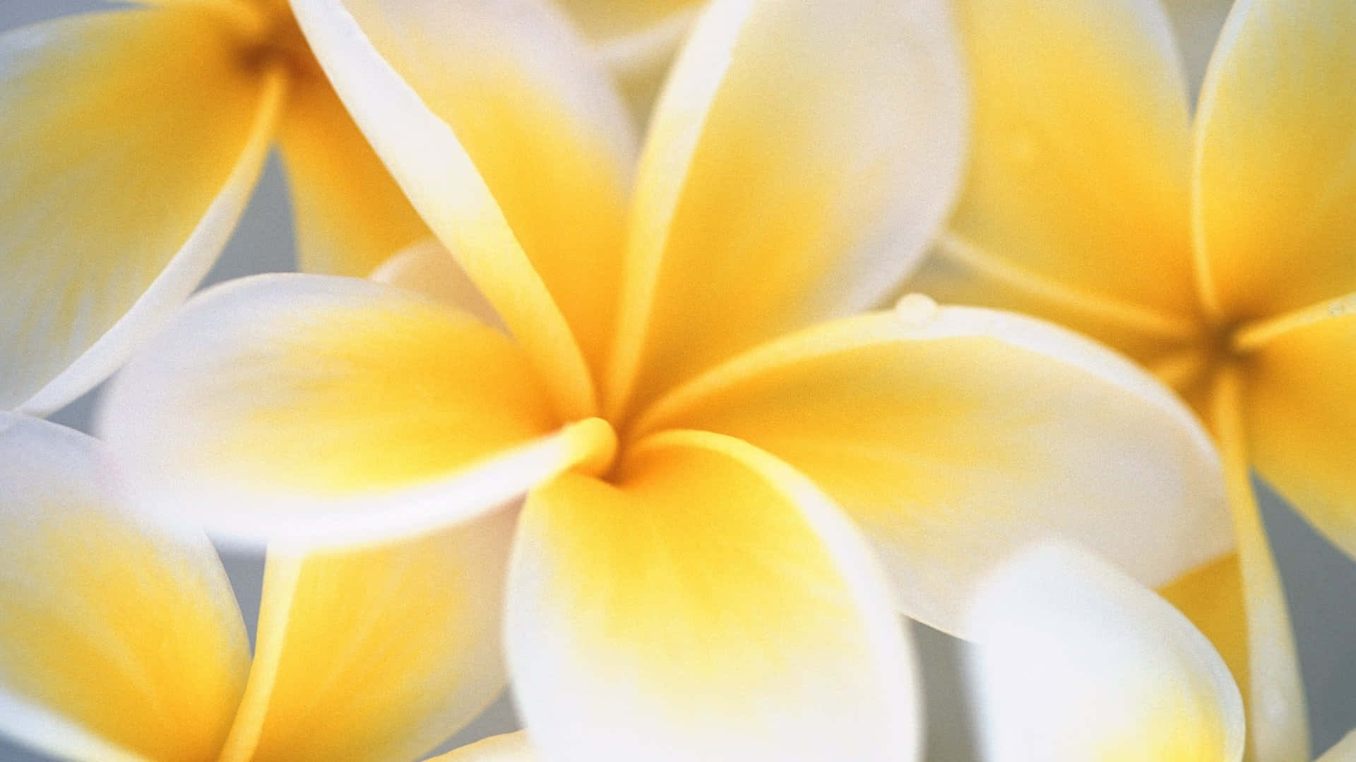Serene Sunshine - A Majestic Display Of Yellow Flowers