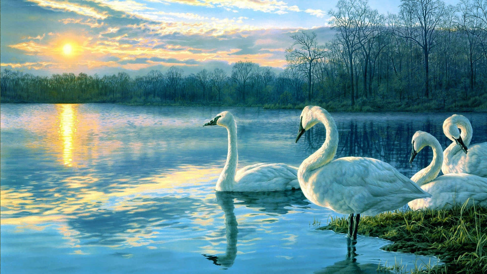 Serene Swan Lake Sunset Wallpaper