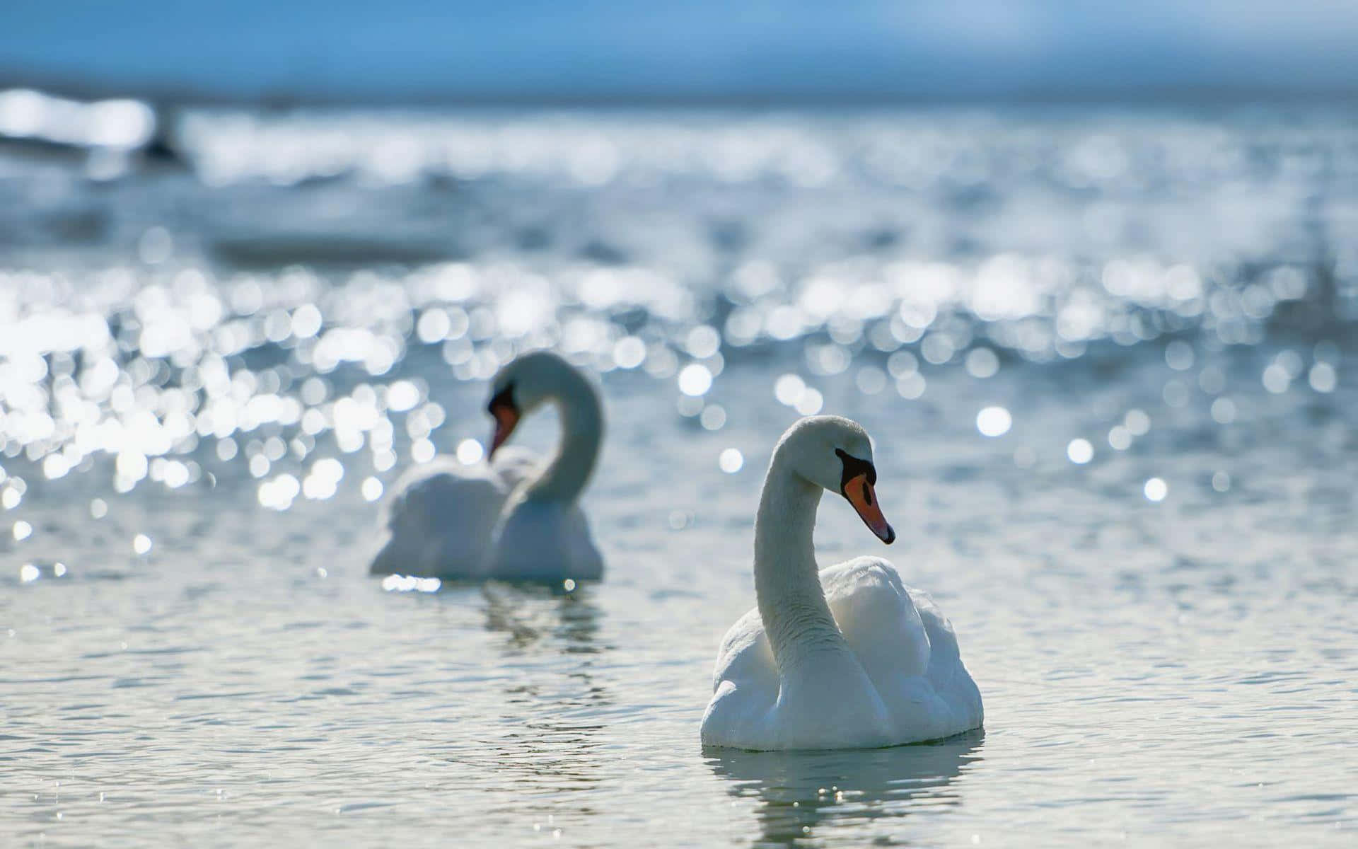 Serene Swans Glistening Waters.jpg Wallpaper