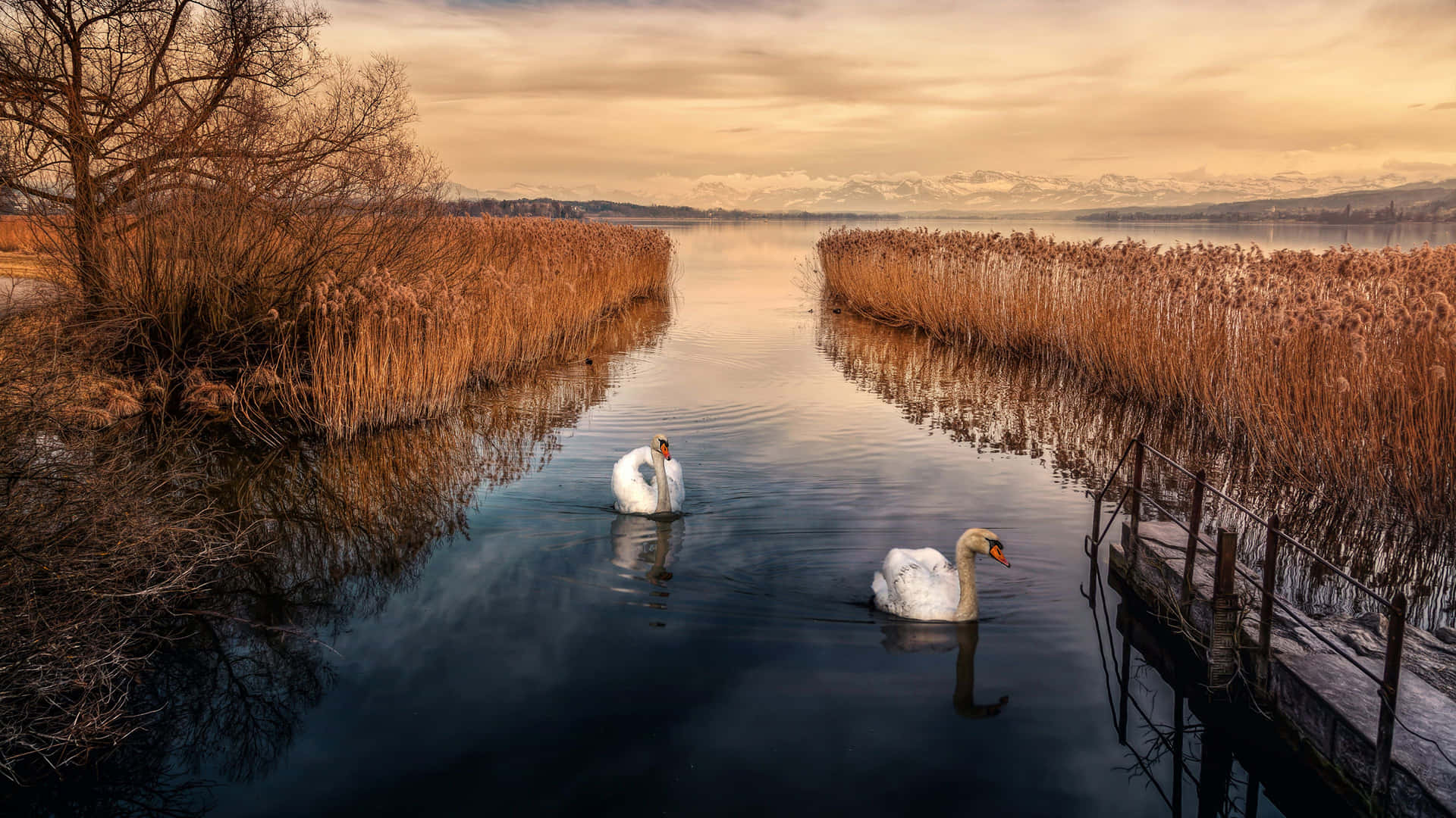 Serene Swans Lake Sunset Wallpaper
