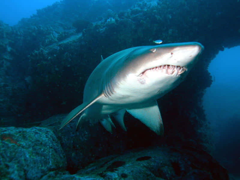 Serene Underwater Encounter With Nurse Shark Wallpaper