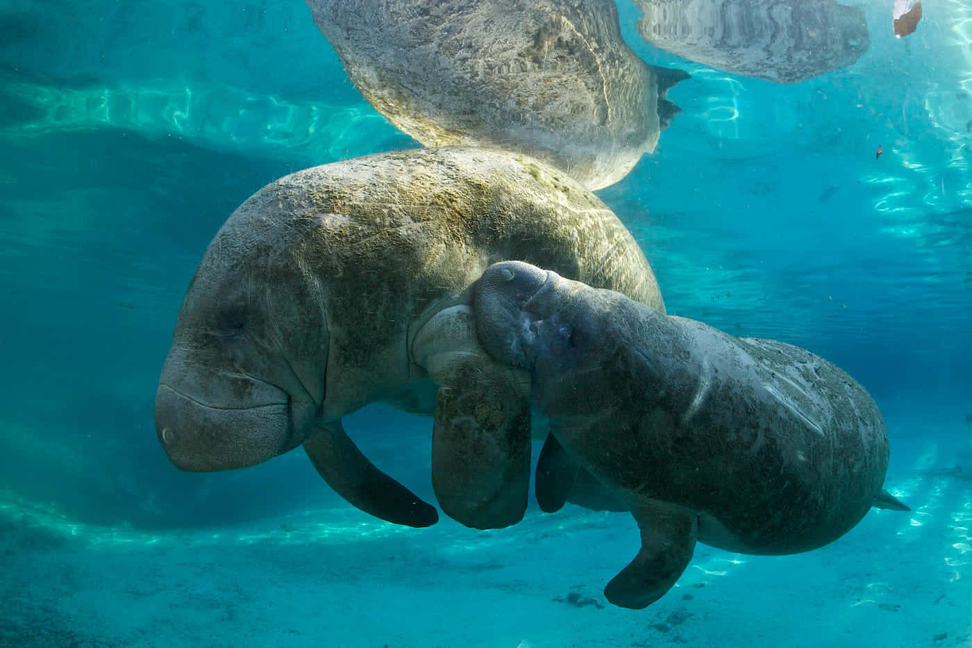 Serene Underwater Snapshot Of A Manatee Wallpaper